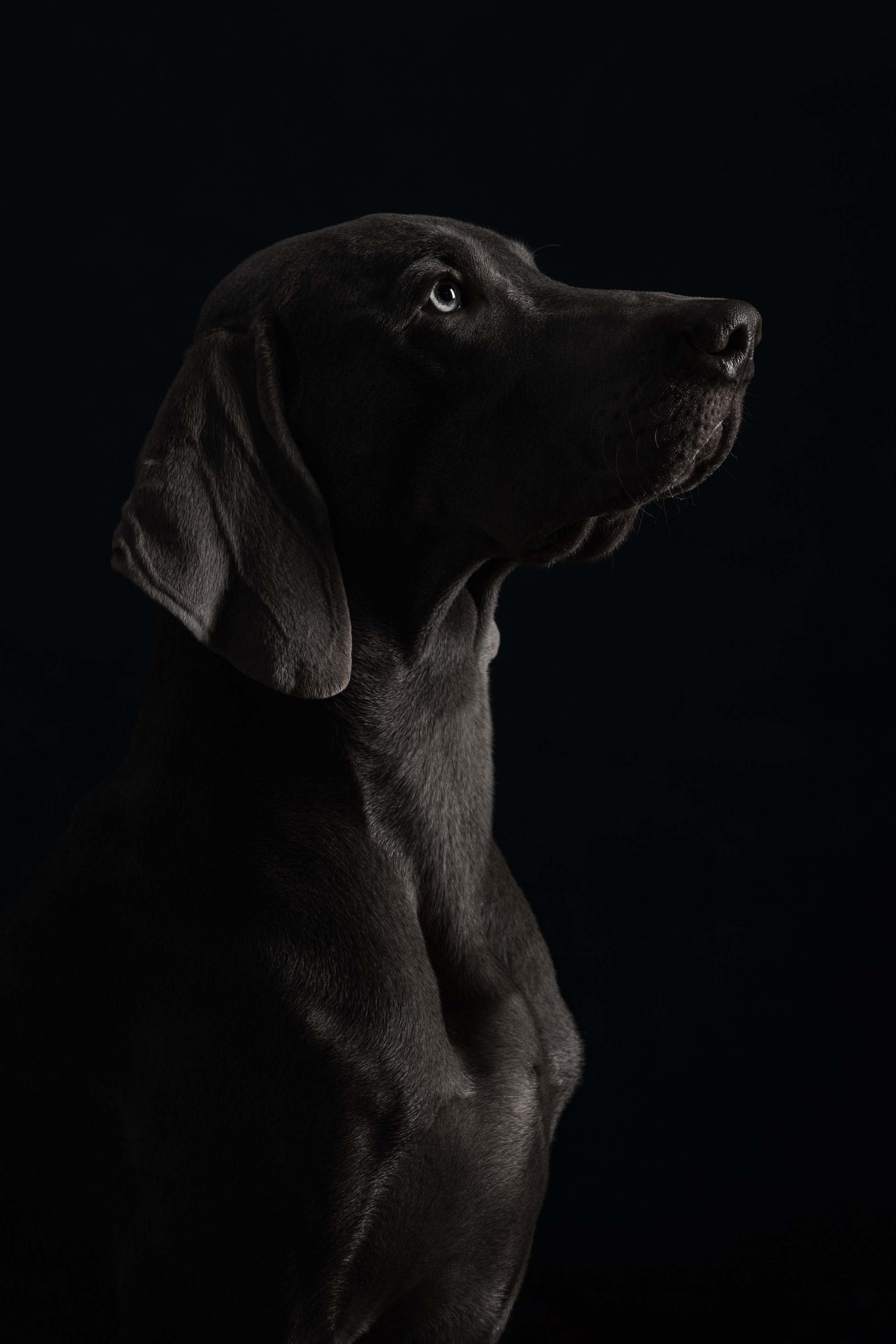 Стоимость фотосъемки собаки. Фотограф-анималист Юлия Зубкова