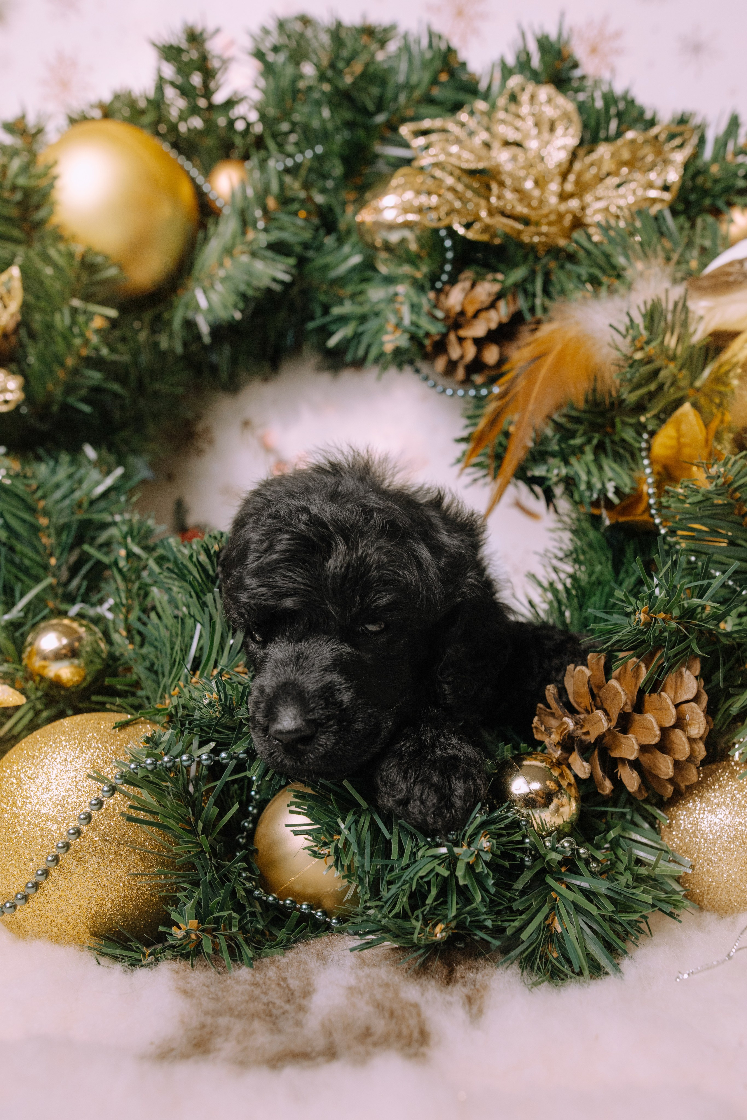 Щенки. Sarabi`s Legacy питомник пуделей Казань