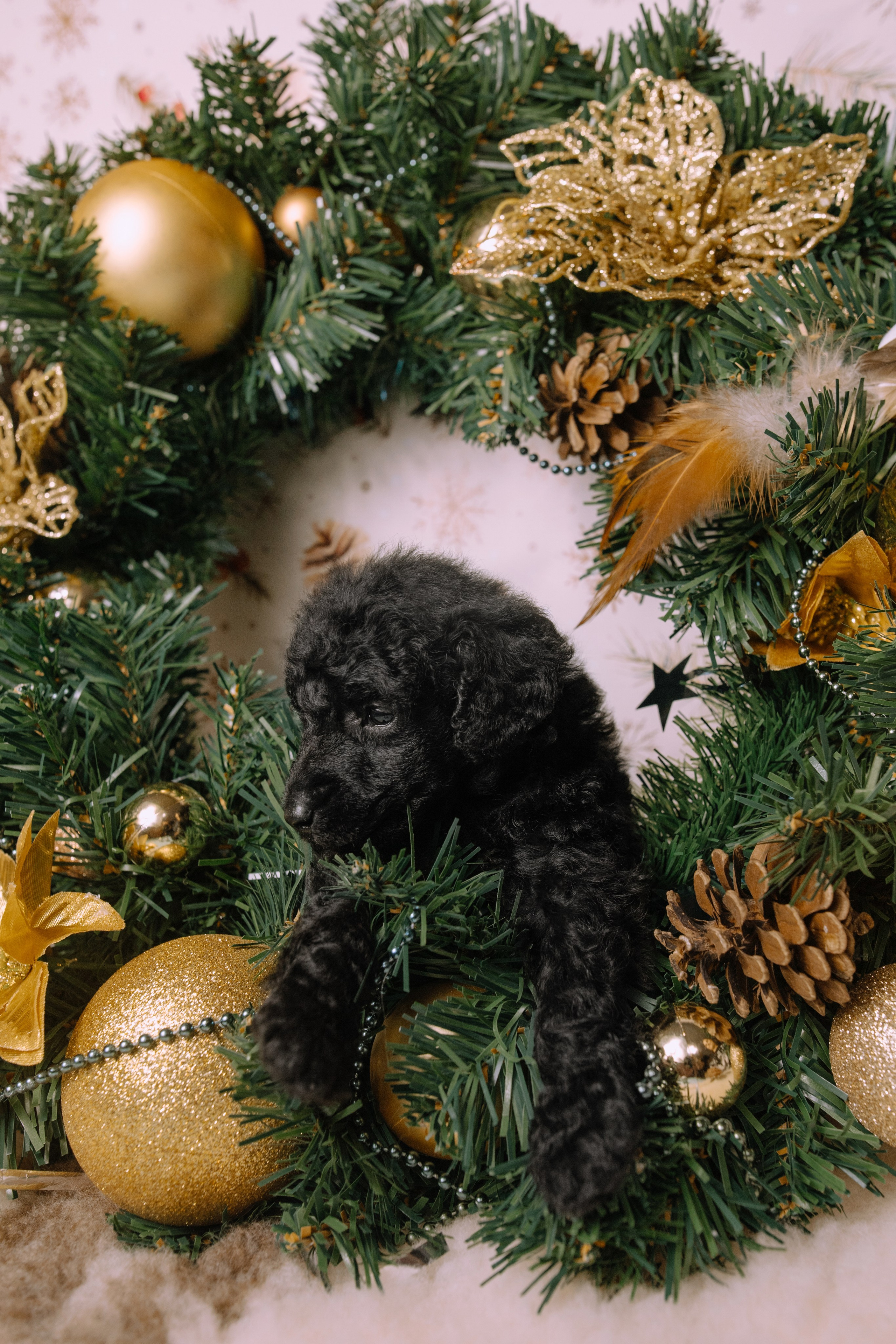 Щенки. Sarabi`s Legacy питомник пуделей Казань