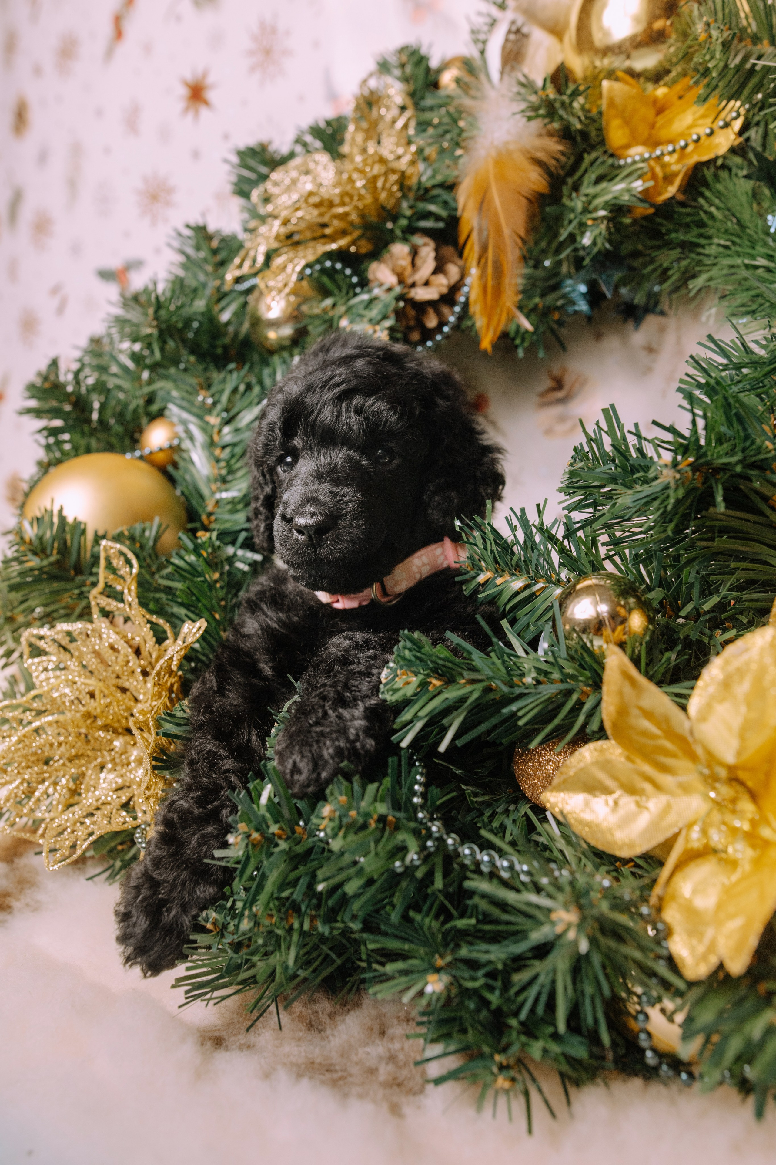 Щенки. Sarabi`s Legacy питомник пуделей Казань