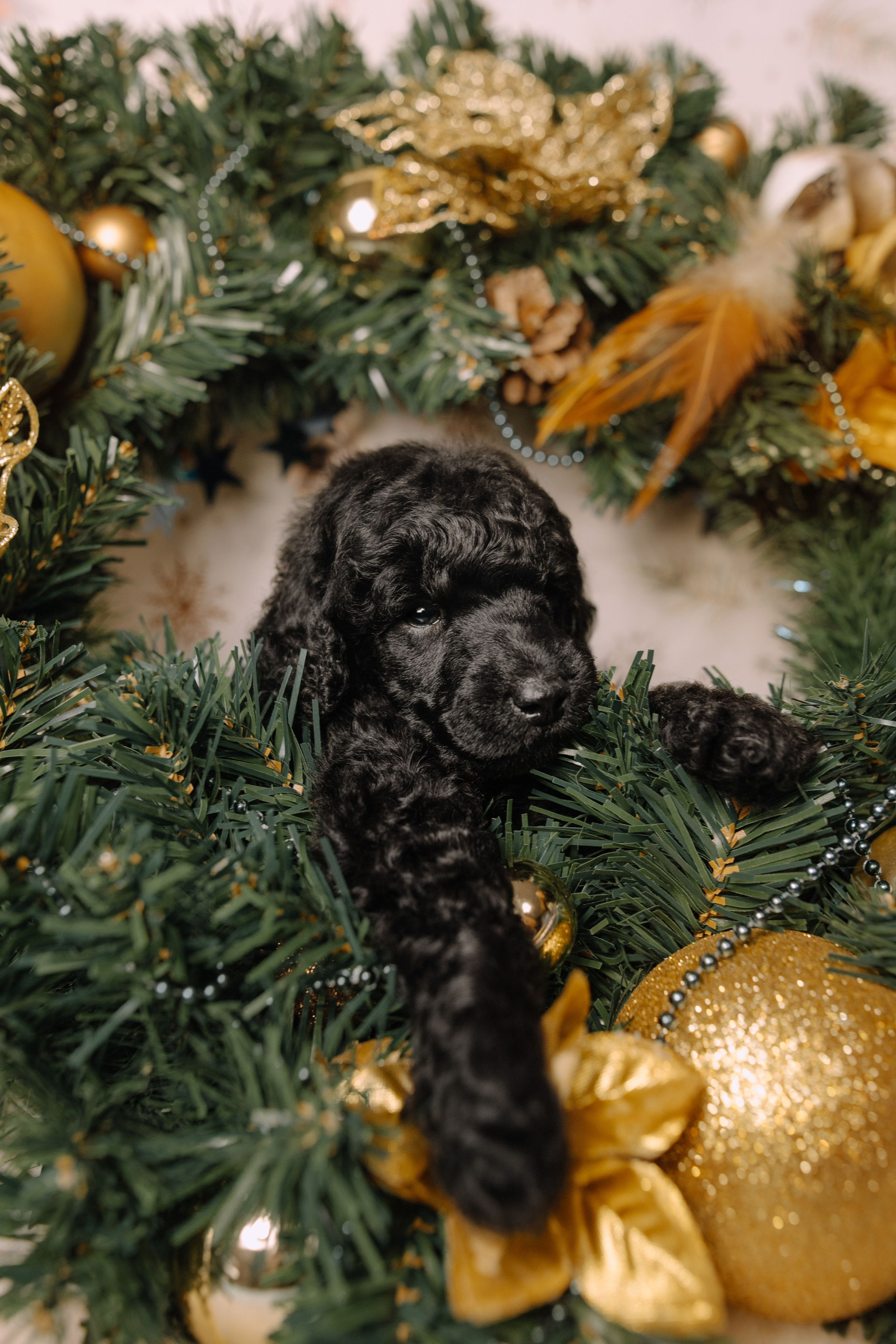 Щенки. Sarabi`s Legacy питомник пуделей Казань