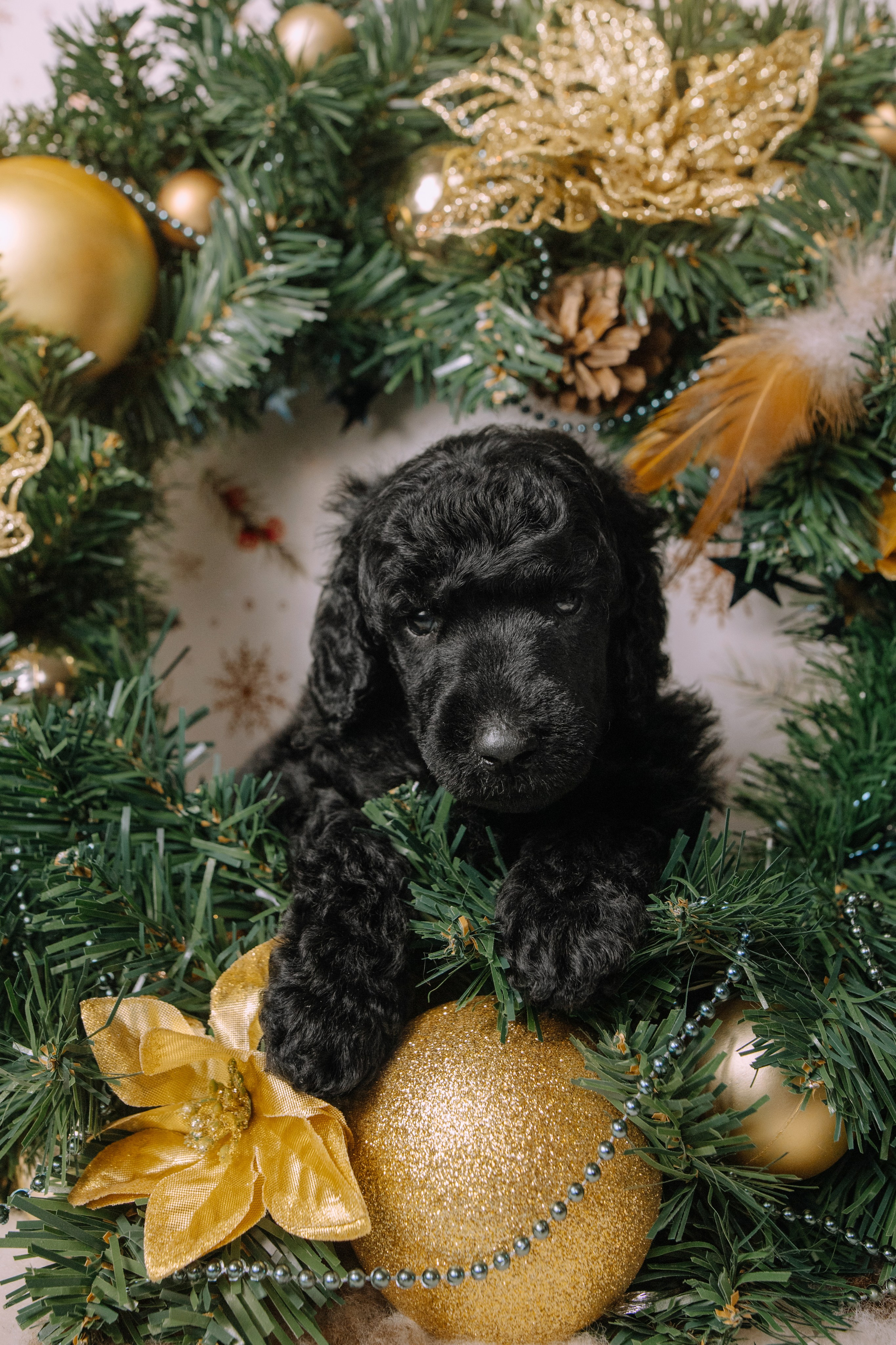 Щенки. Sarabi`s Legacy питомник пуделей Казань