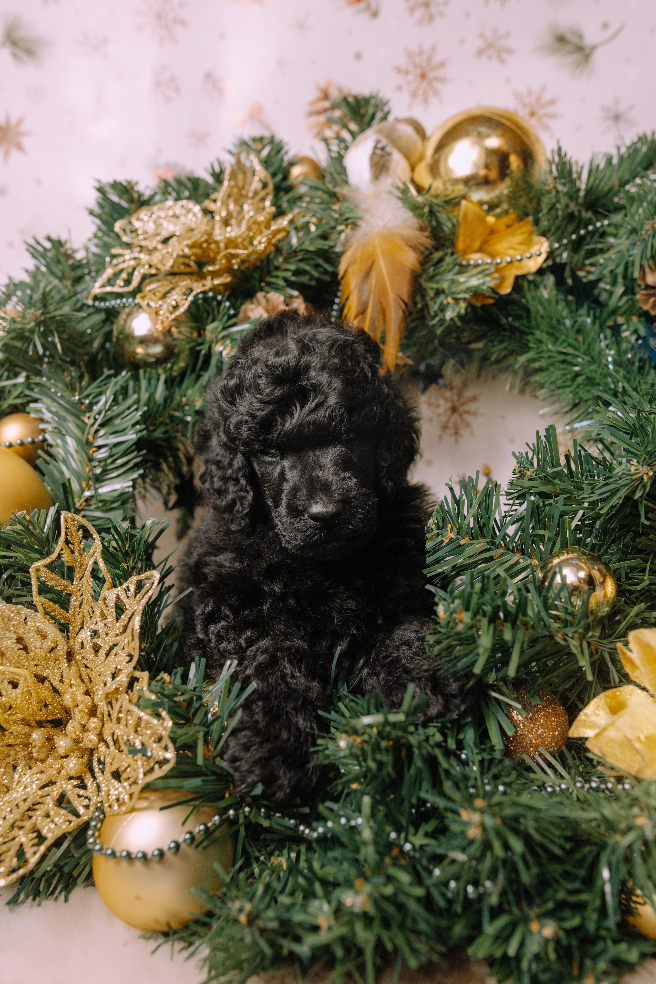 Щенки. Sarabi`s Legacy питомник пуделей Казань