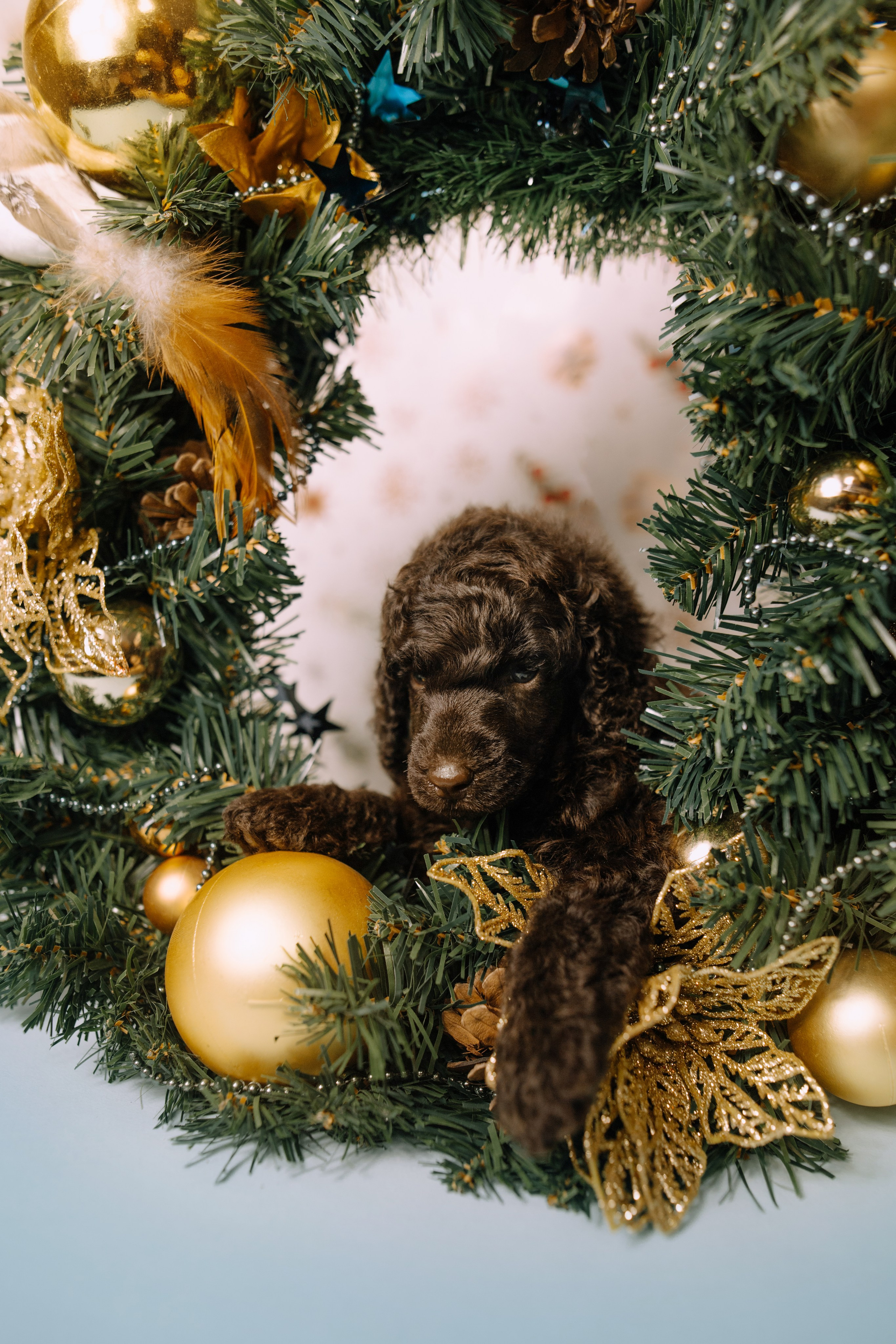 Щенки. Sarabi`s Legacy питомник пуделей Казань