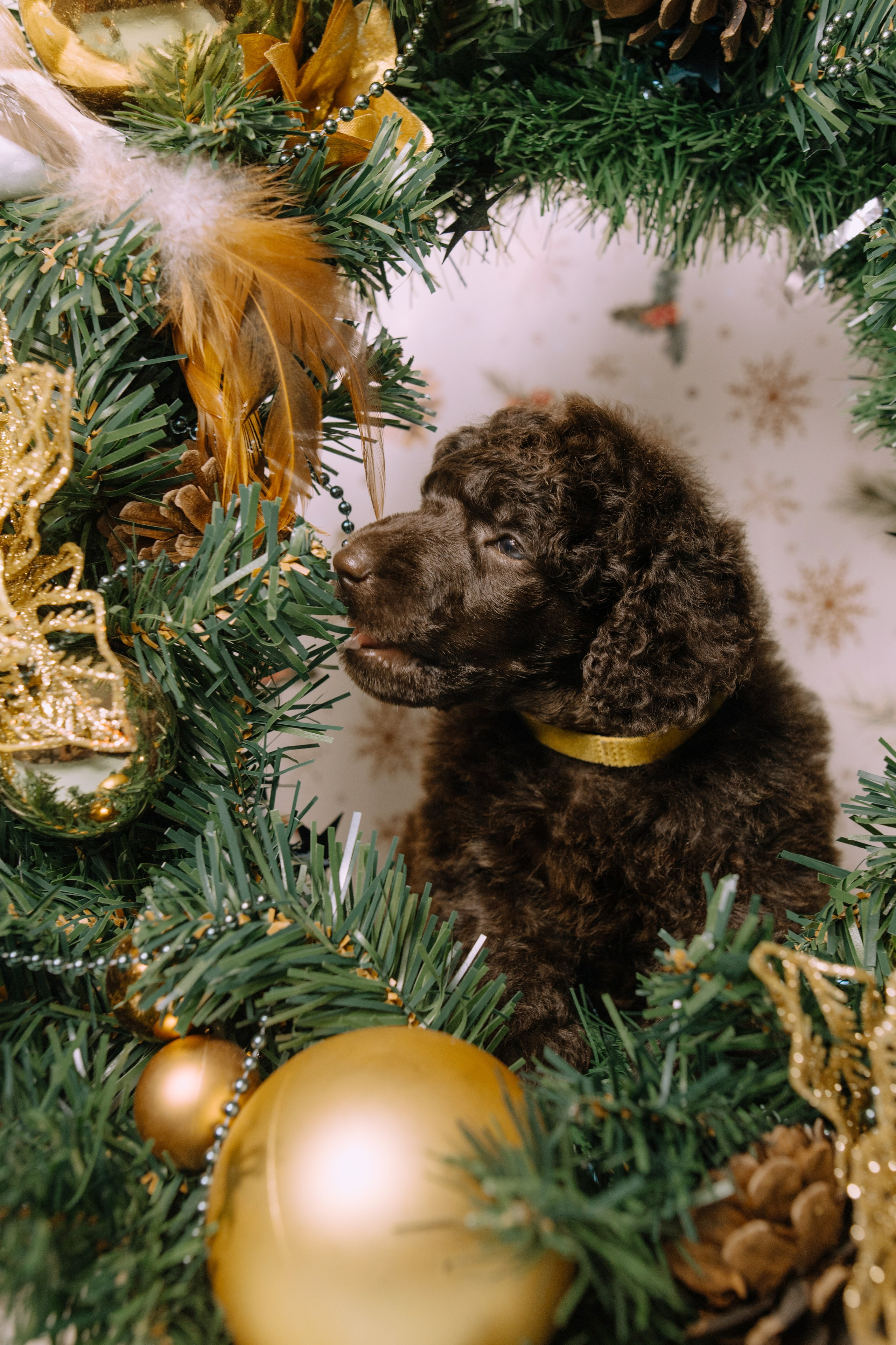 Щенки. Sarabi`s Legacy питомник пуделей Казань