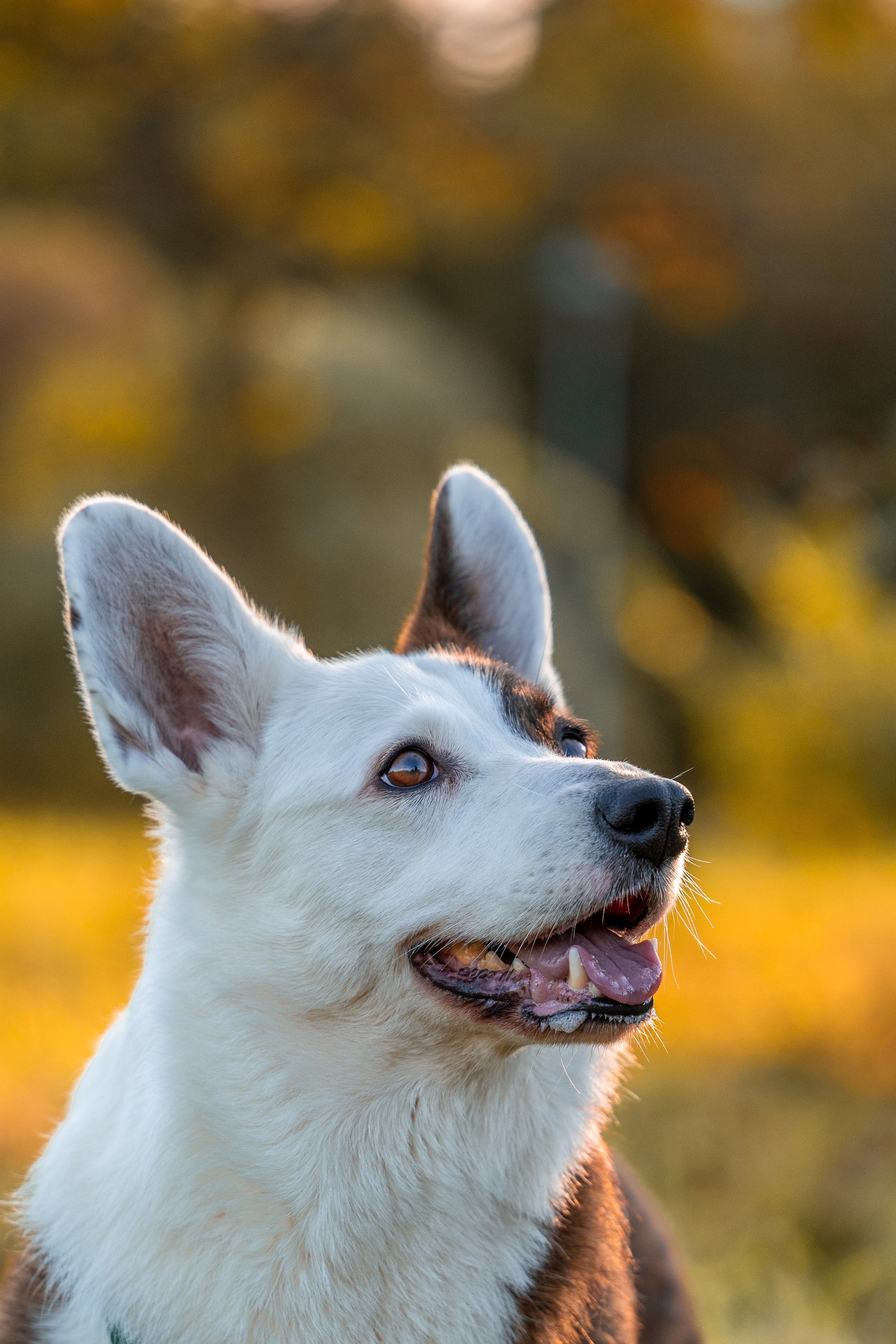 Услуги. Фотограф в Санкт-Петербурге Александра Ладыгина