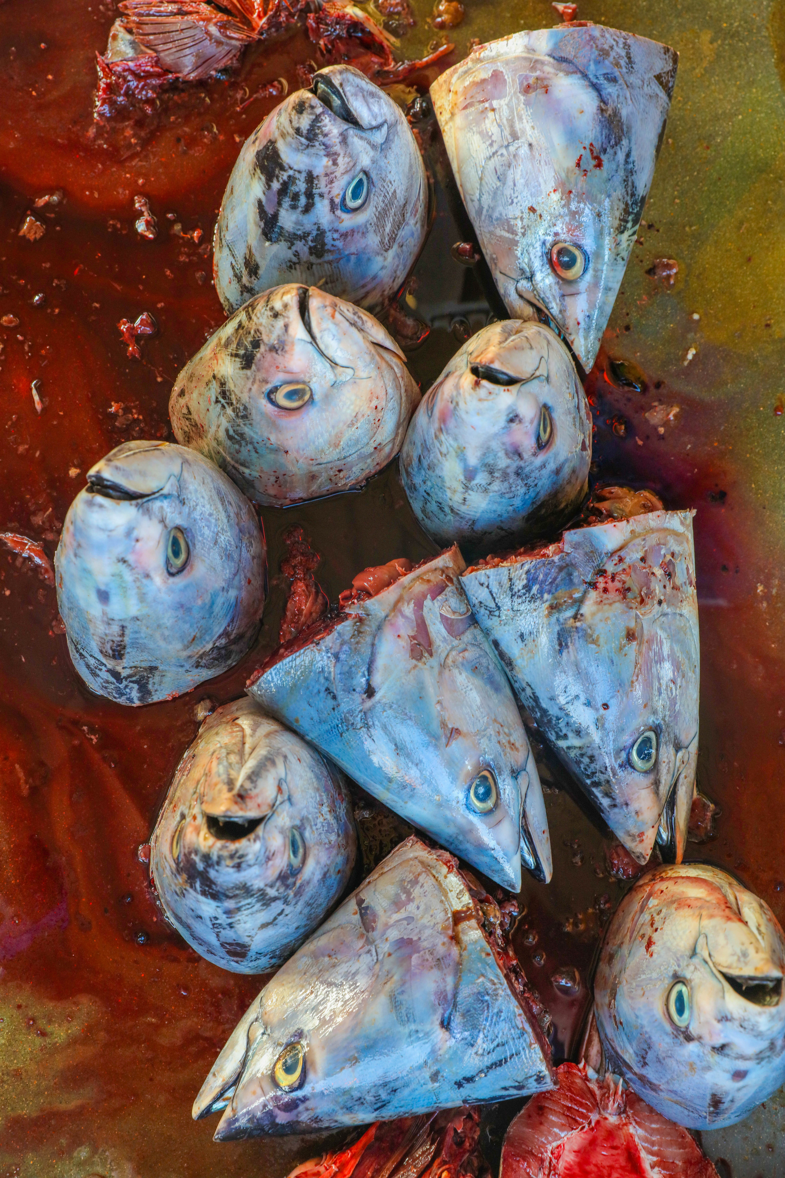 2019 — Шри Ланка. OneSnap