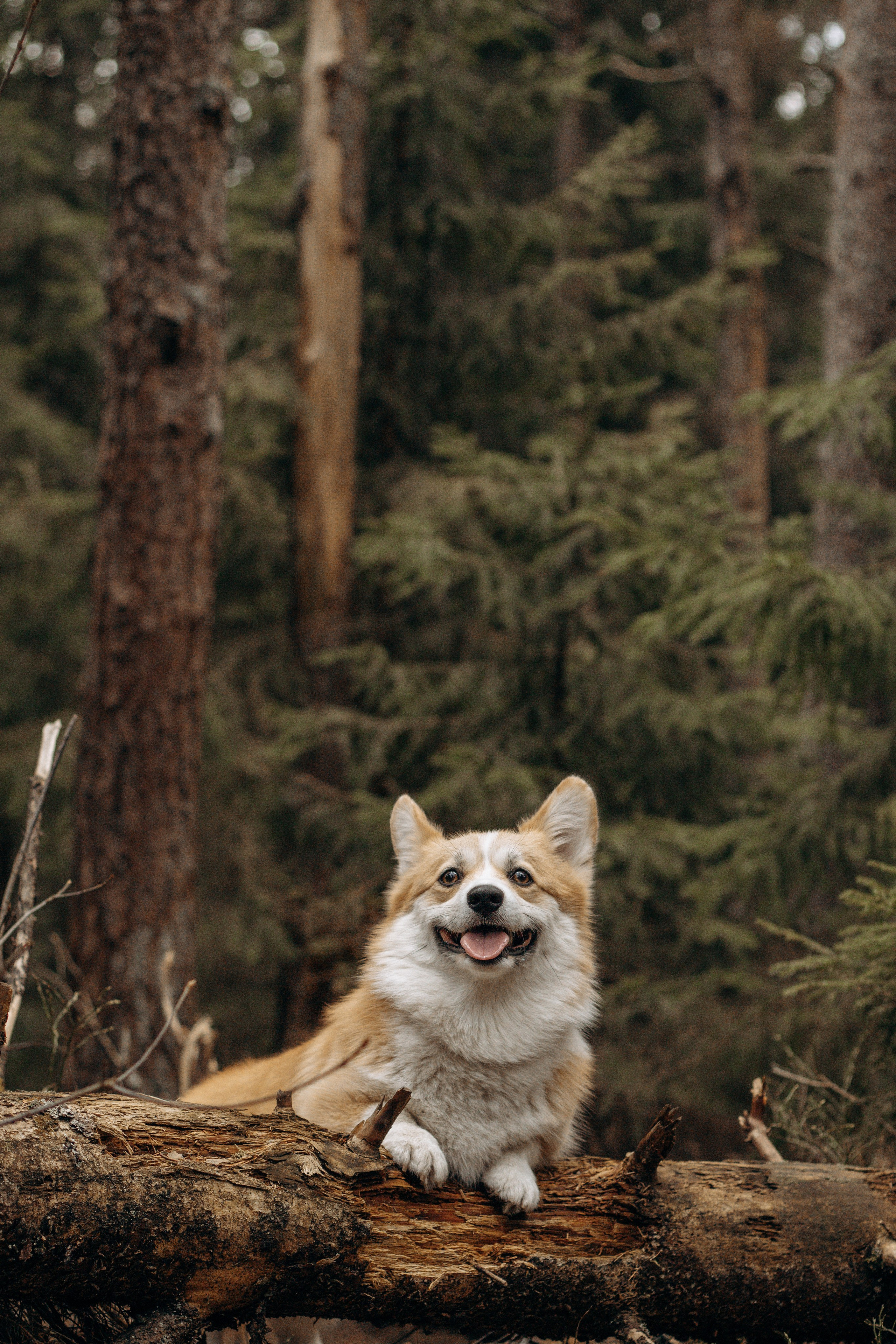 Услуги. Фотограф-анималист в Санкт-Петербурге