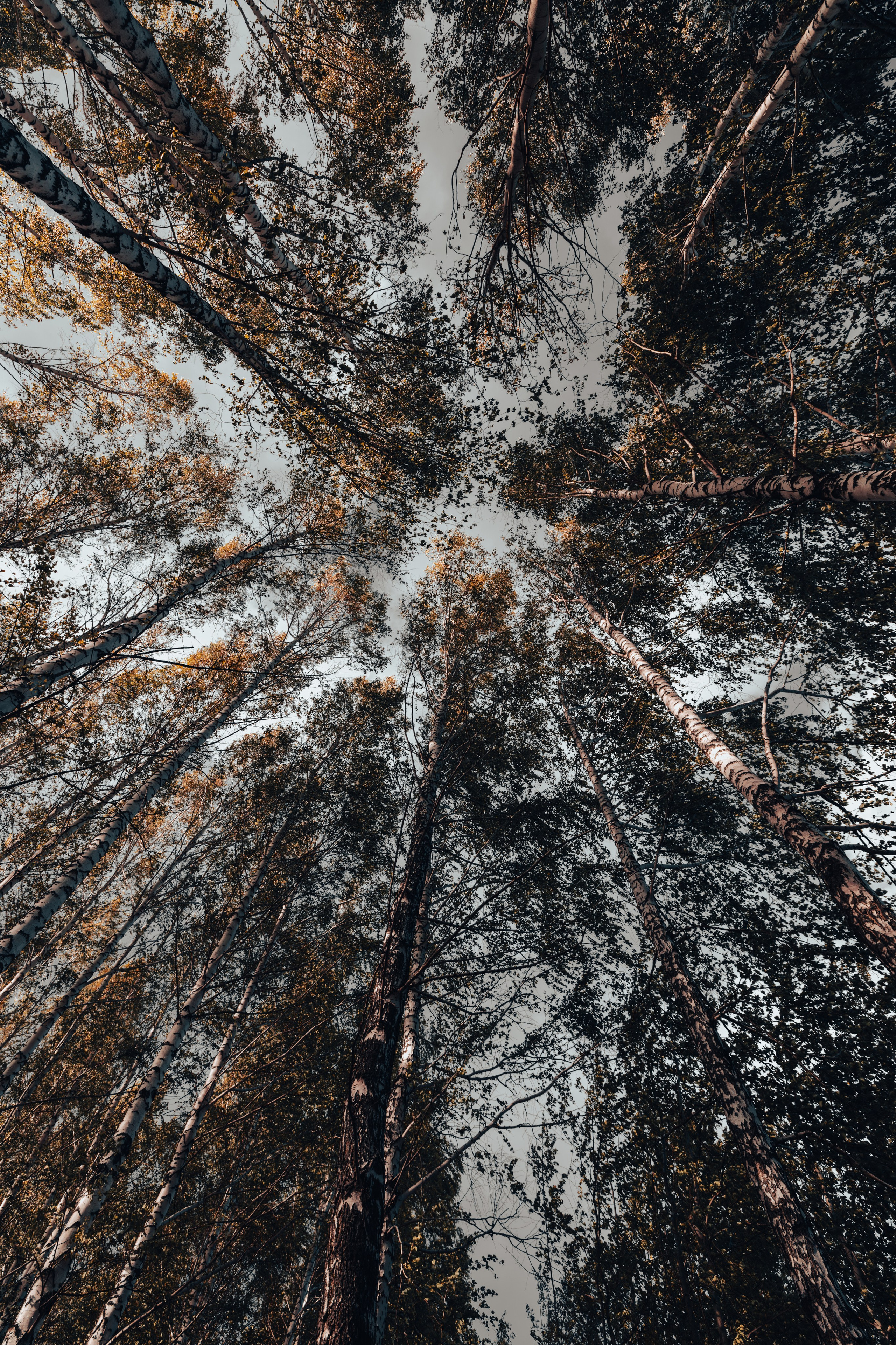 Картины. Фотограф Евграфов Александр