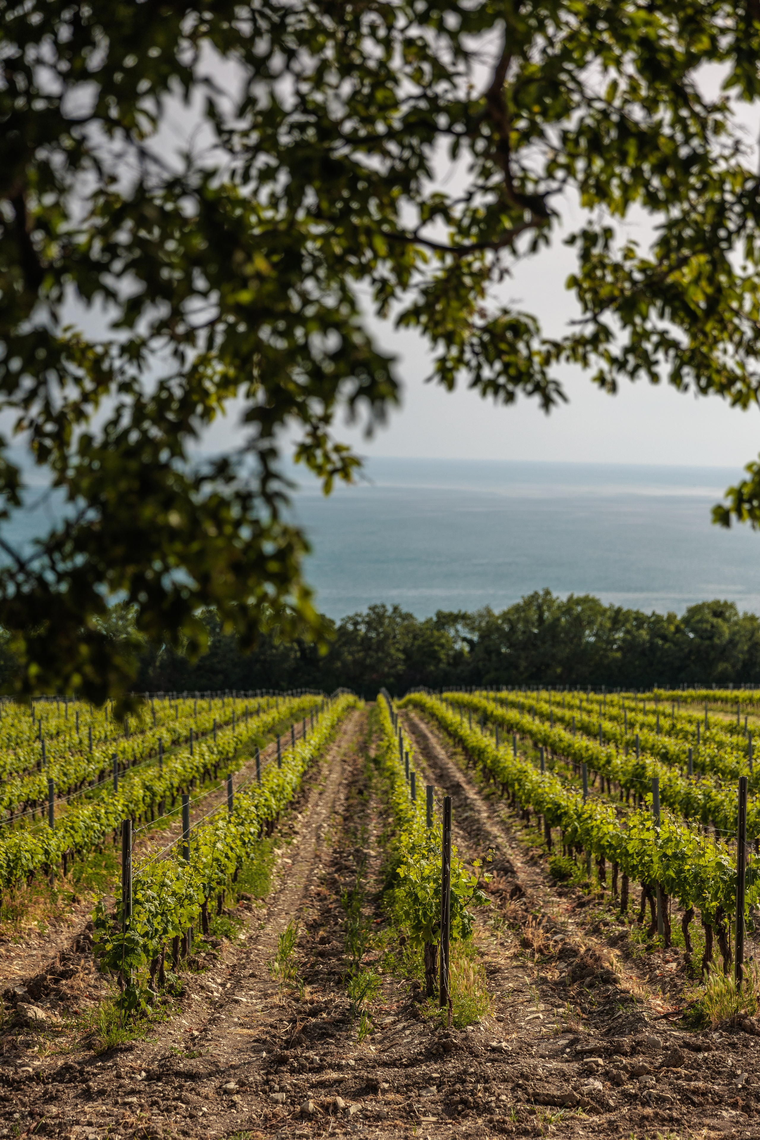 Фотограф в Геленджике Мария Четверикова
