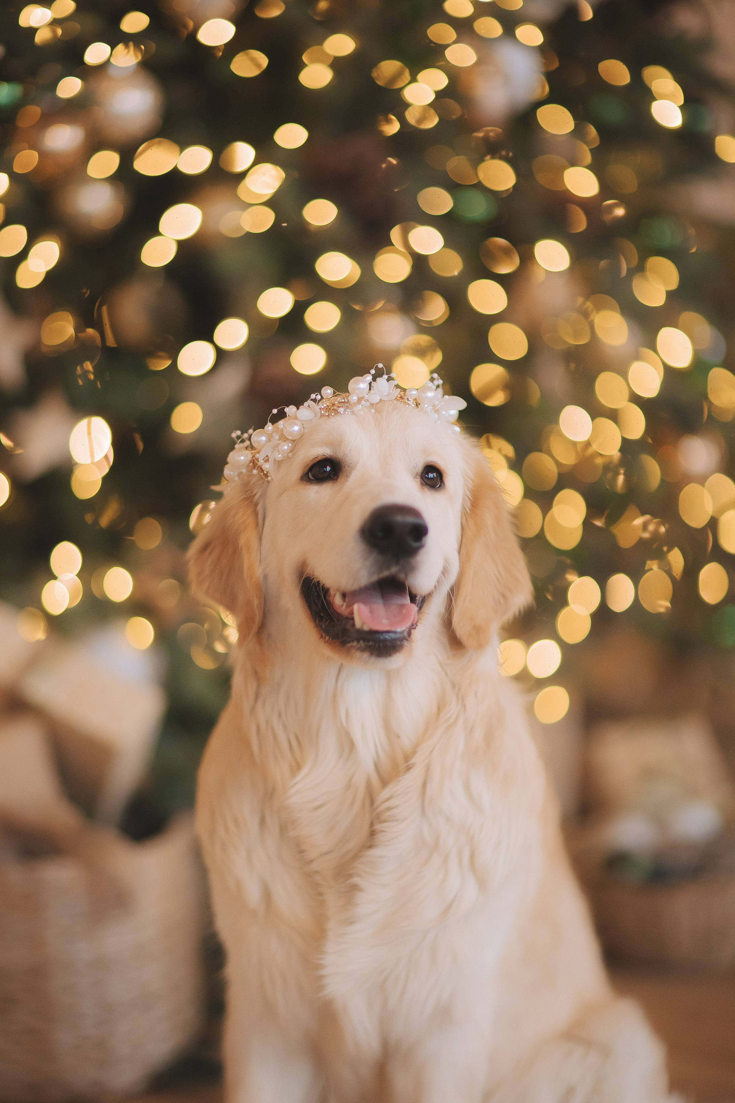 Литера А, др 7.09.2024 Веста х Снежик. Свадебный и женский фотограф