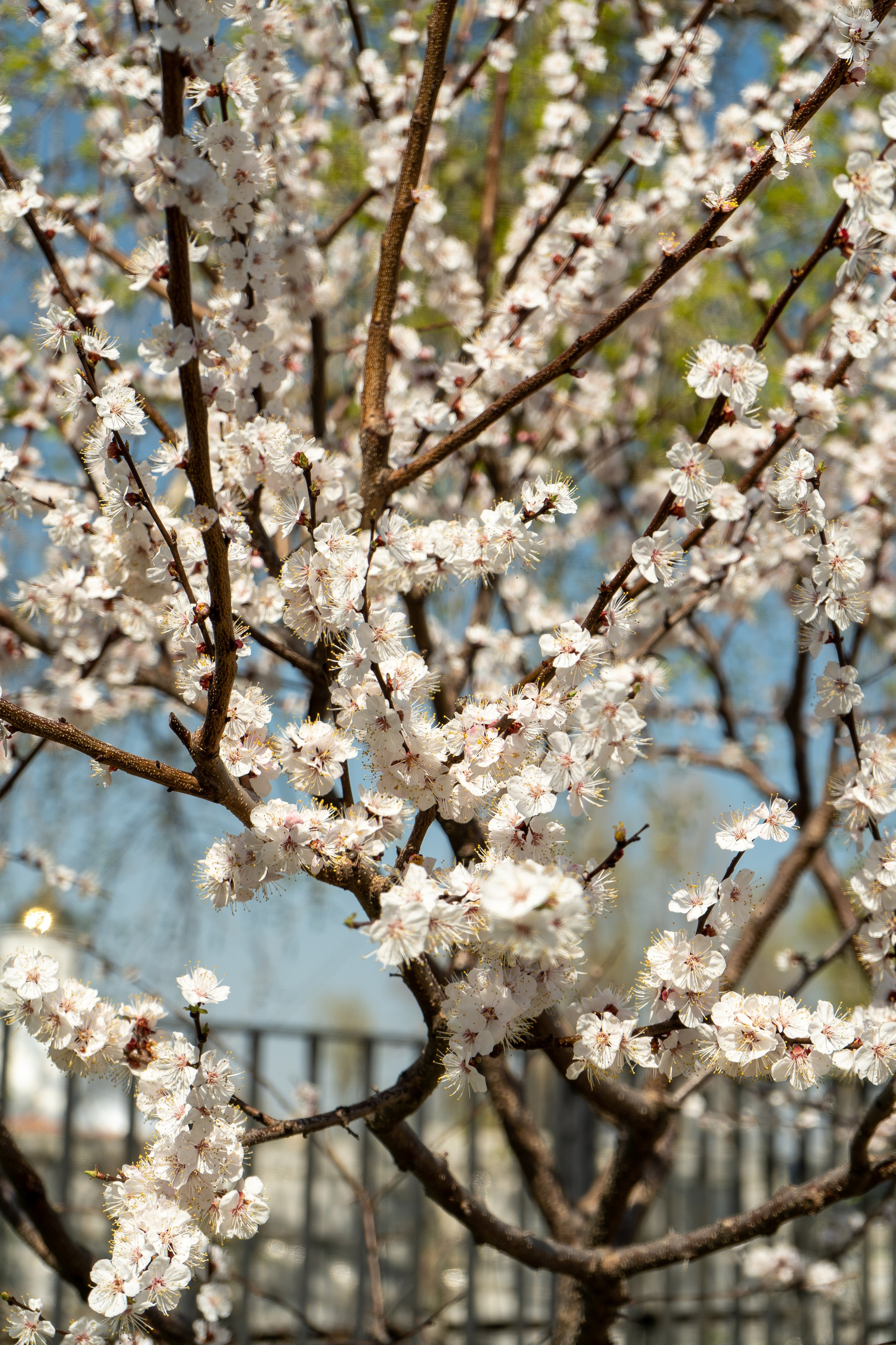 Парк Алые паруса в Воронеже. Свадебный фотограф и видеограф в Воронеже