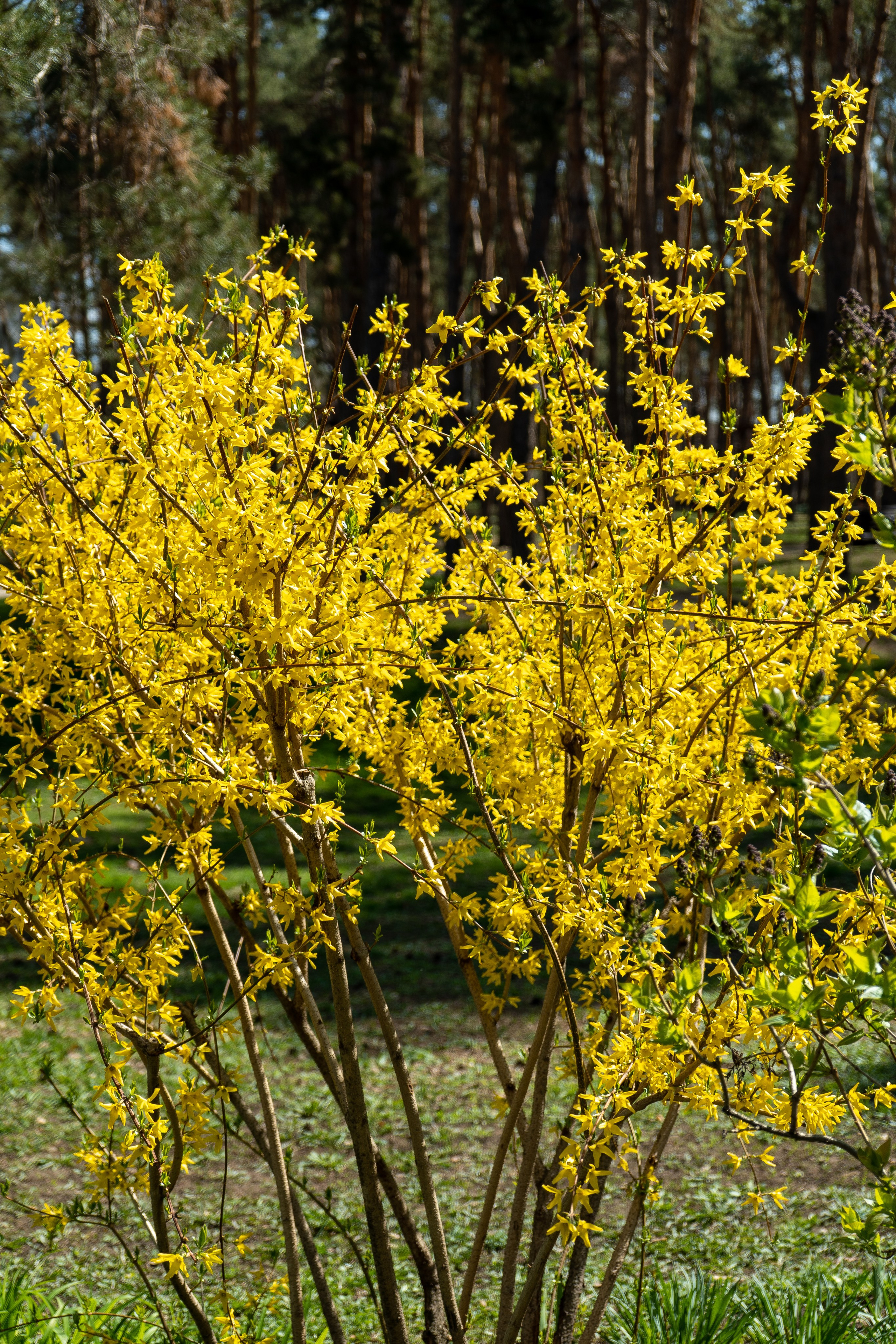 Парк Алые паруса в Воронеже. Свадебный фотограф и видеограф в Воронеже