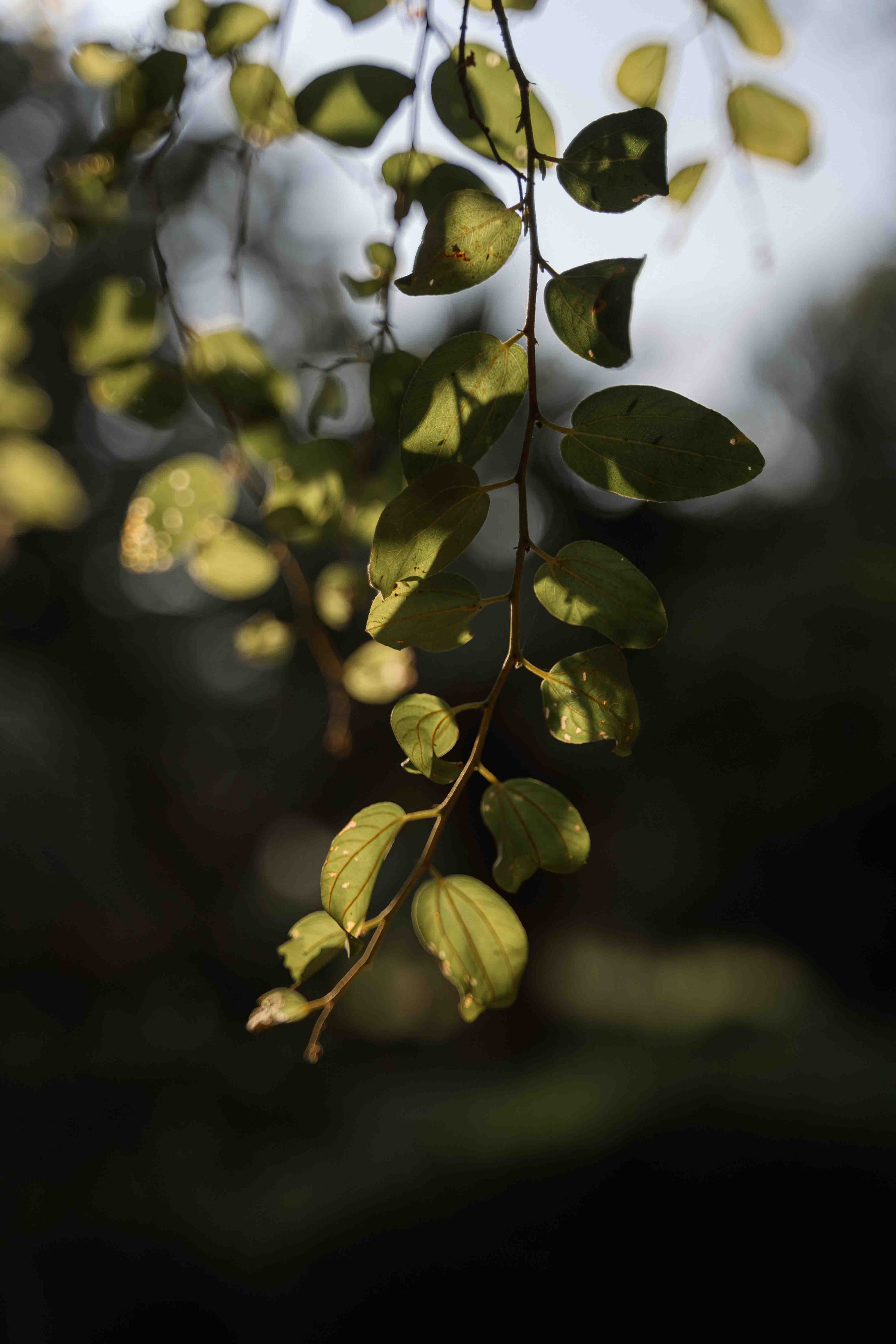 Photoshoot in Umm Emarat park | photographer Abu Dhabi