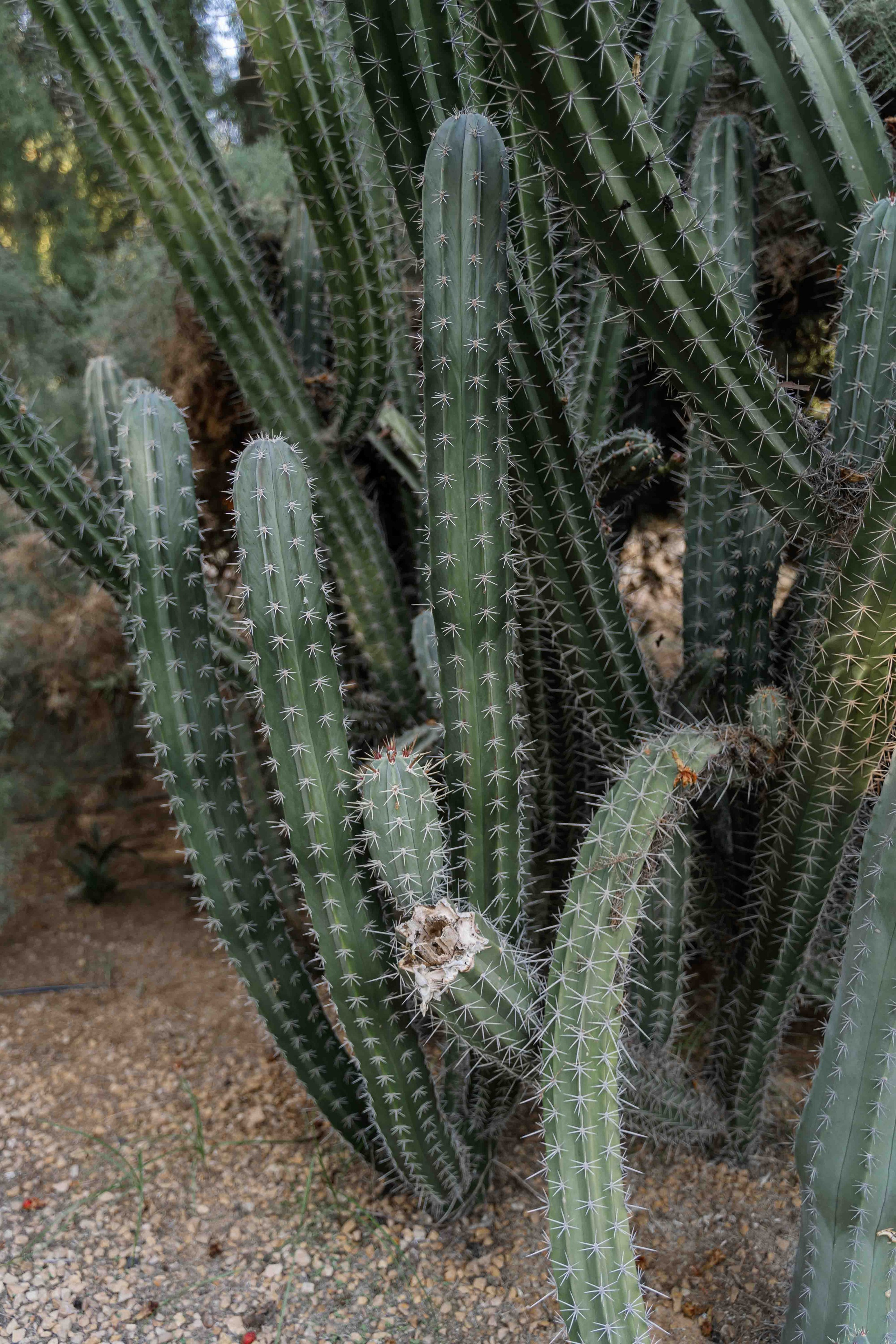 Photoshoot in Umm Emarat park | photographer Abu Dhabi