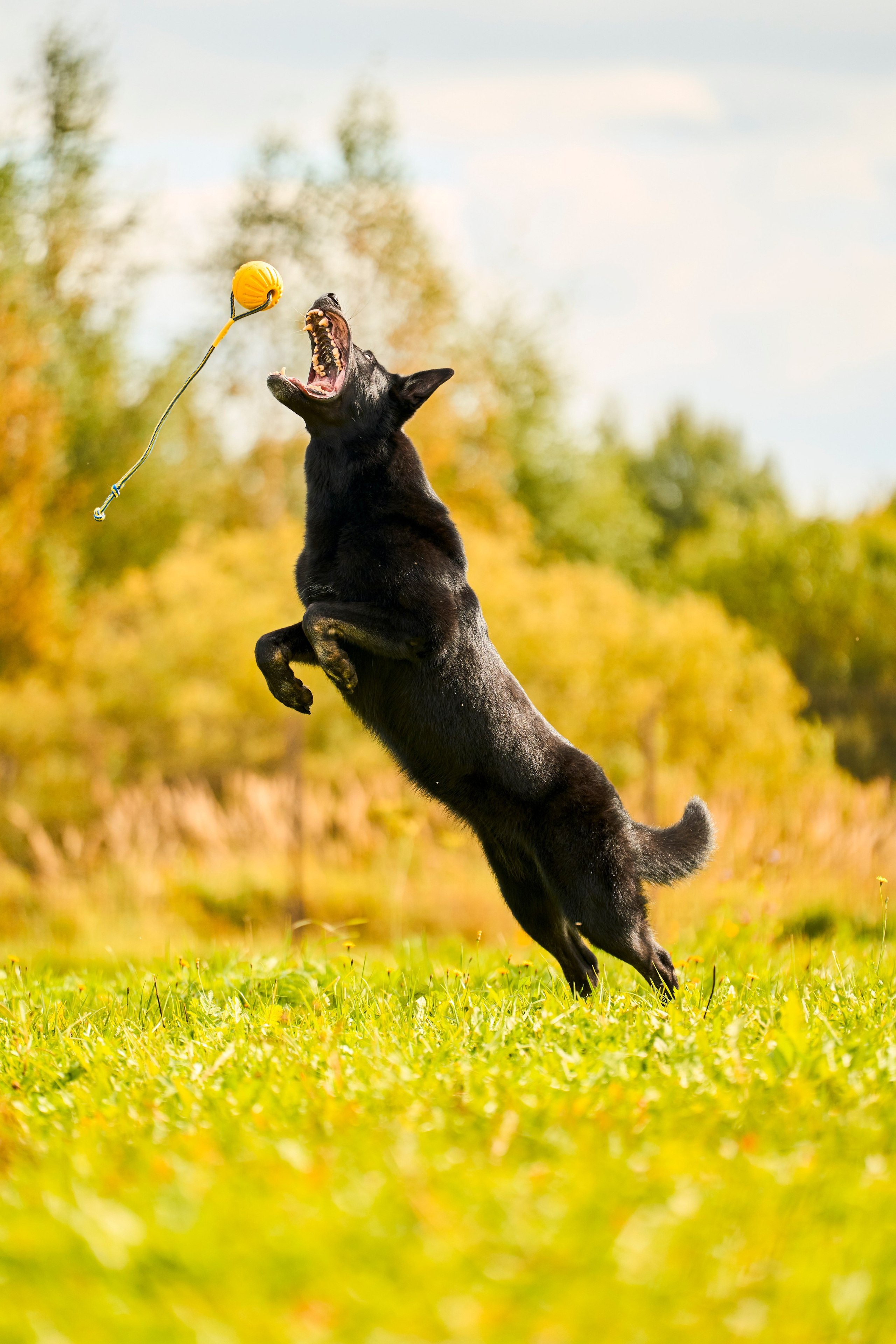 Фотосессия питомца. Женский и свадебный фотограф в Москве Елена Тараскина