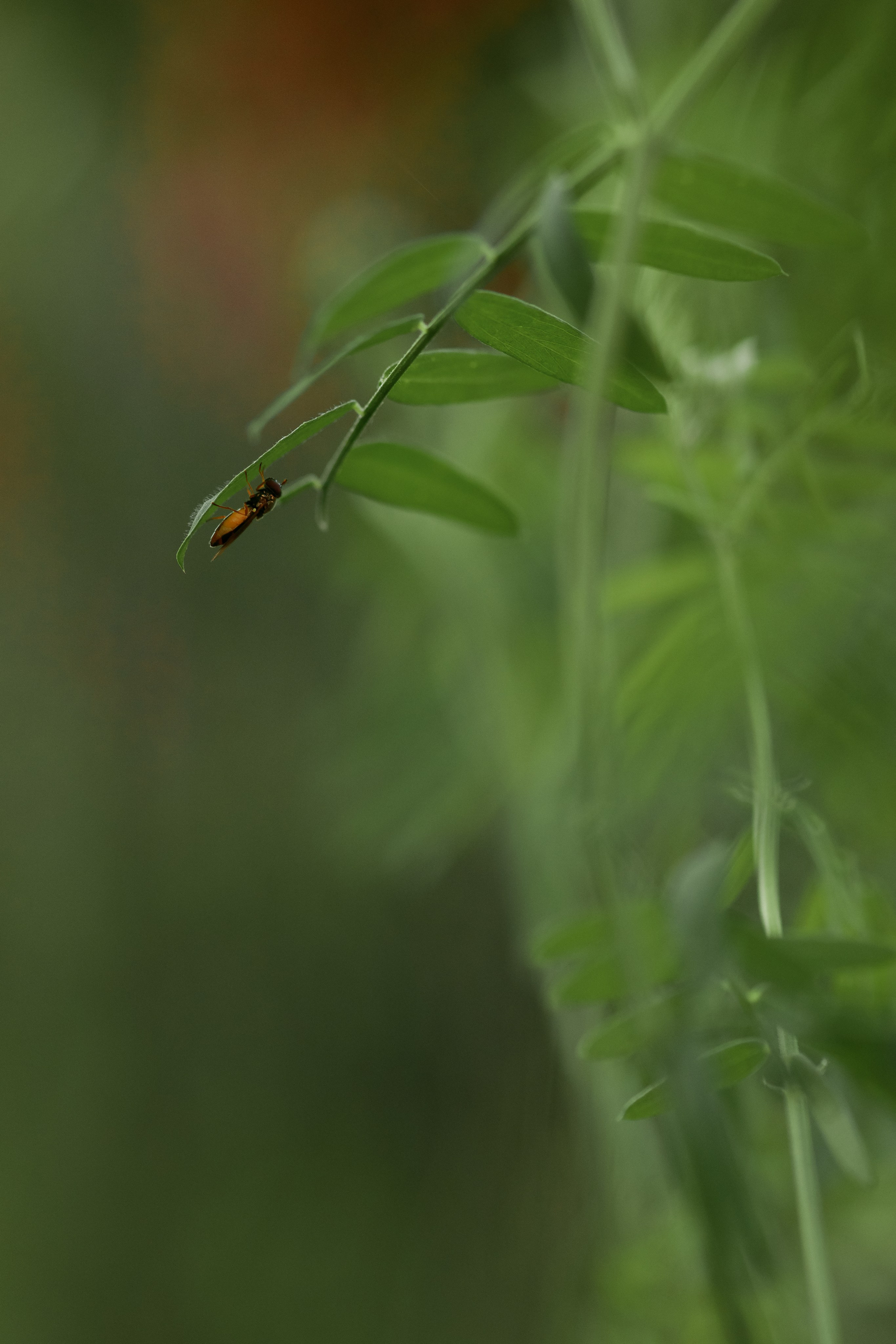 Какого цвета август?. Семейный фотограф в Калининграде Надежда Гриднева