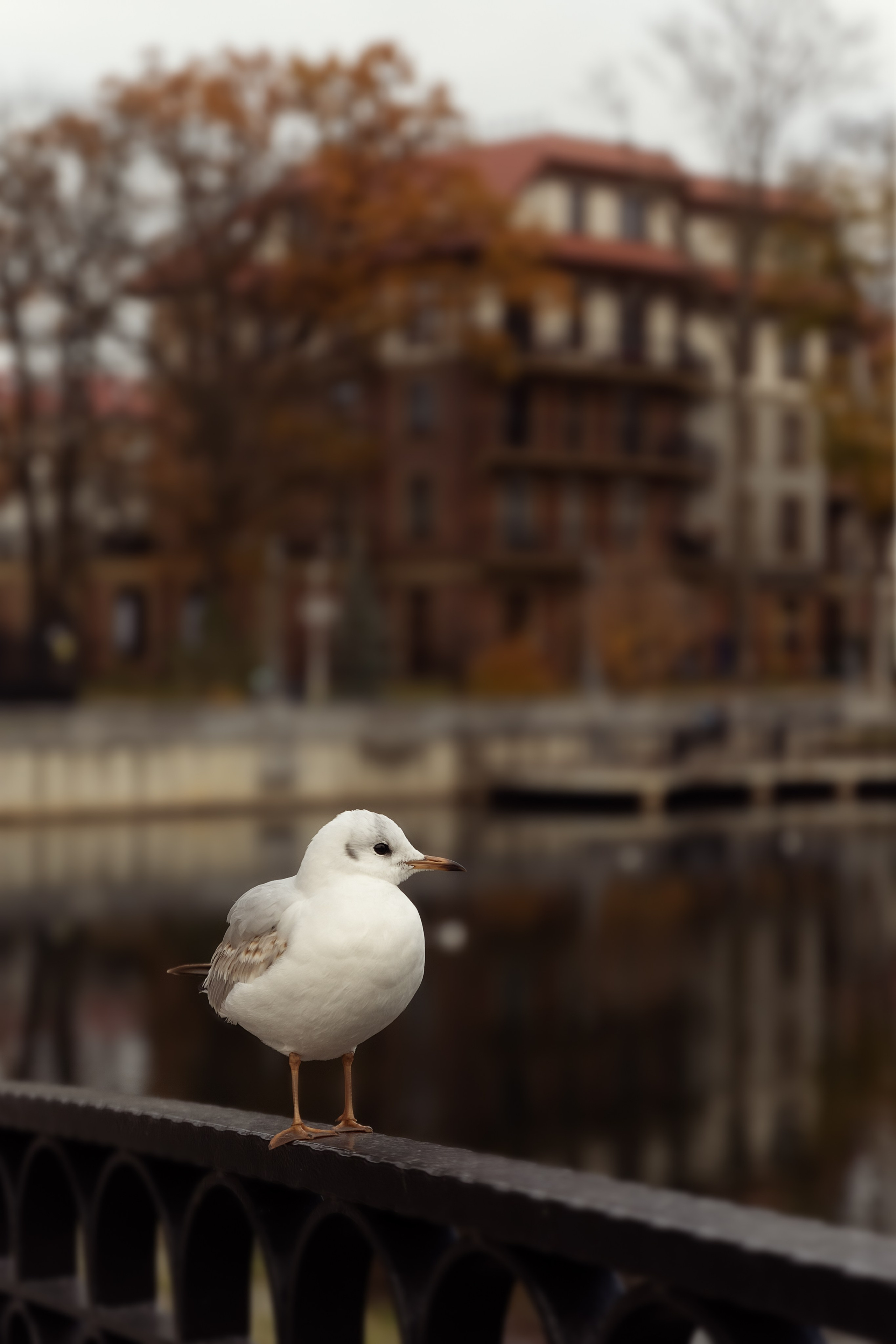 Поздняя осень в Калининграде. Семейный фотограф в Калининграде Надежда Гриднева