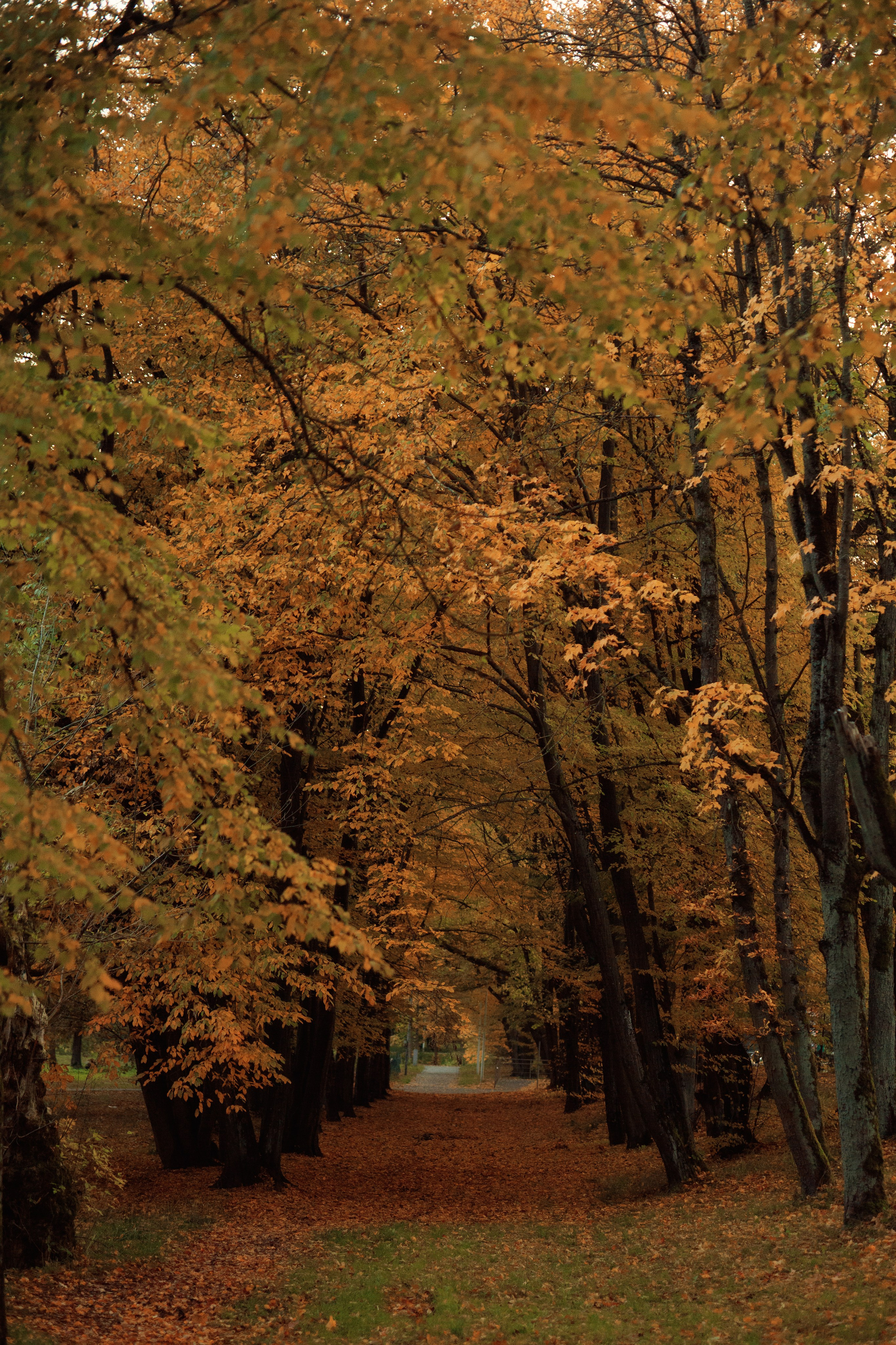 5 причин провести осеннюю съёмку на природе. Семейный фотограф в Калининграде Надежда Гриднева