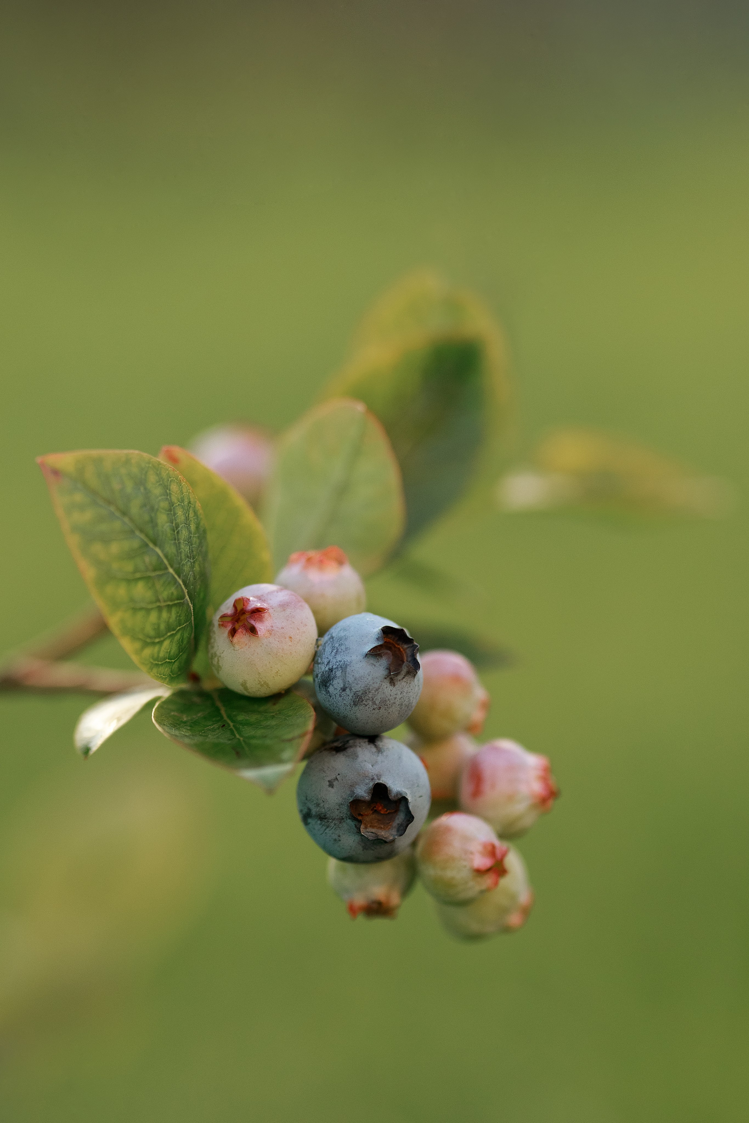 Какого цвета август?. Семейный фотограф в Калининграде Надежда Гриднева