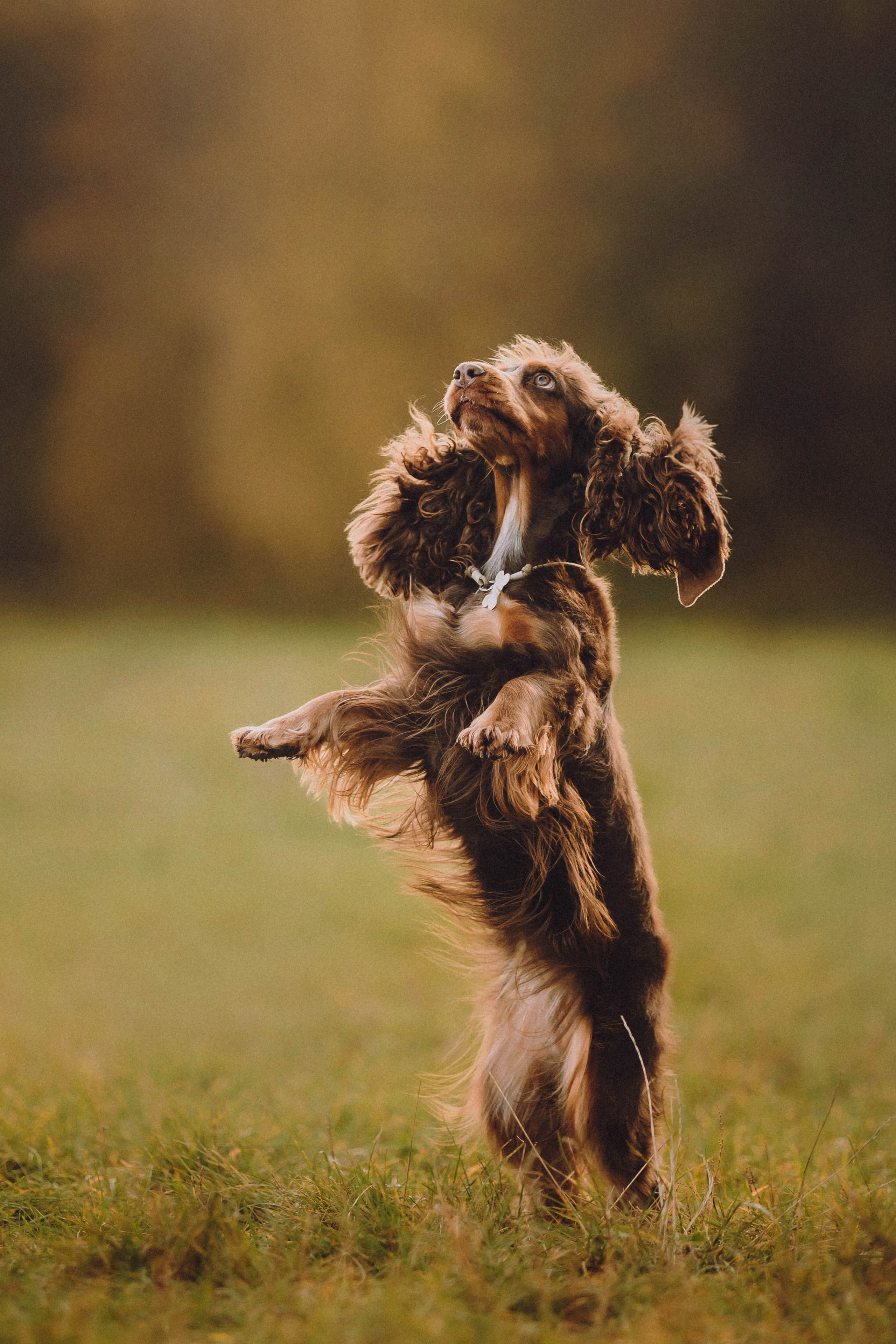 Курсы на фотографа-анималиста