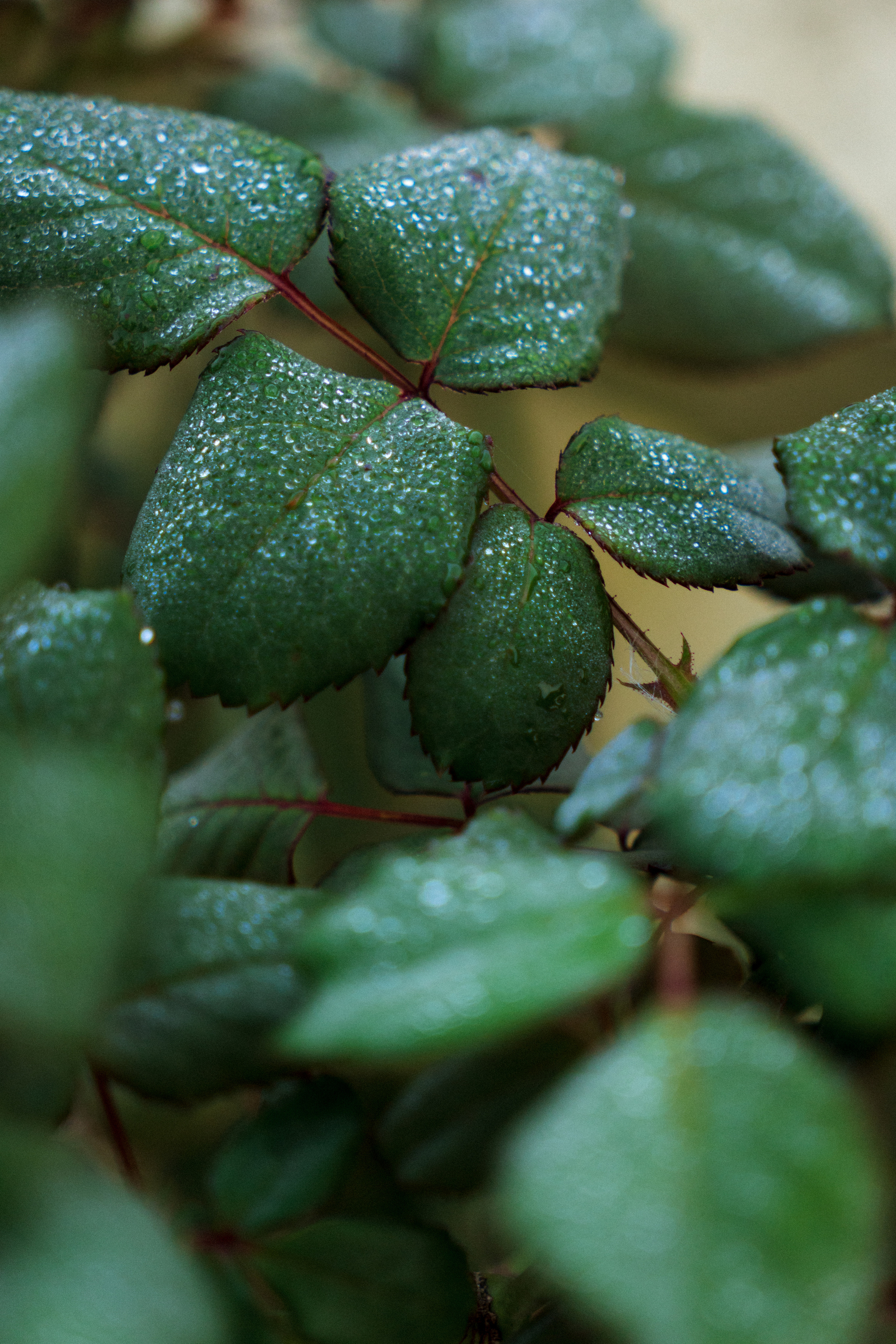 Регион Кинтамани (Бали). Ольга Антипова — фотограф