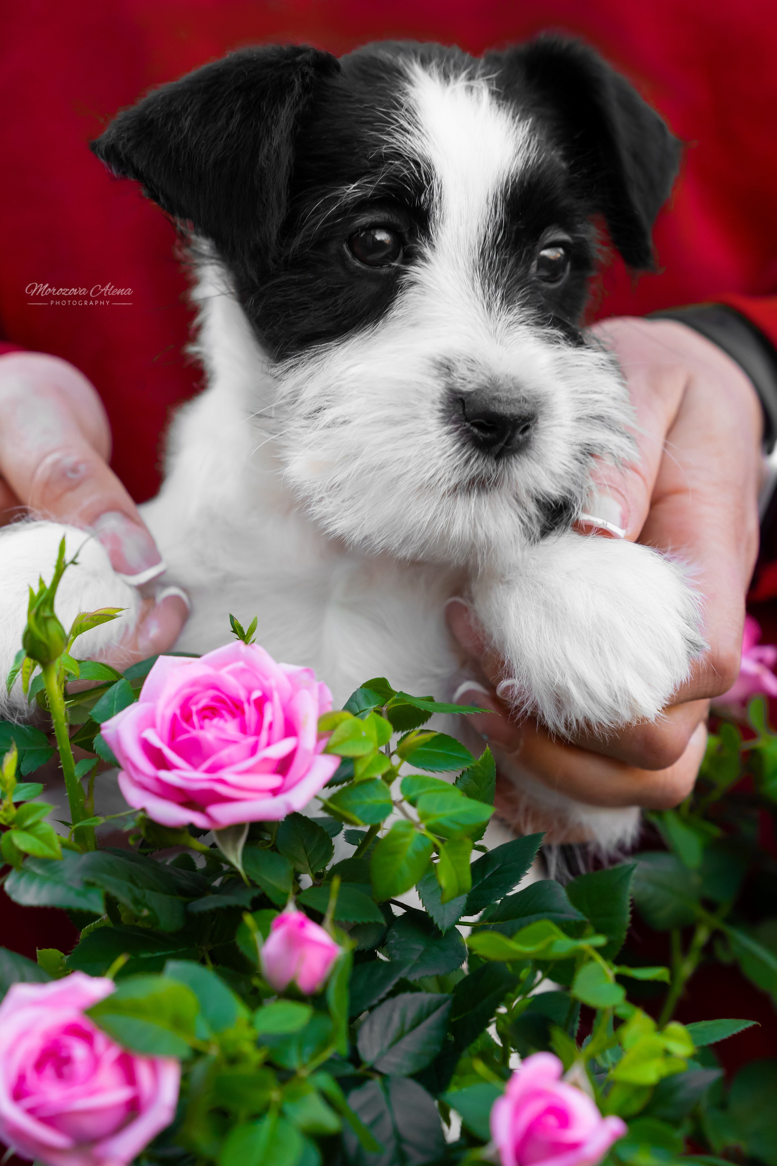 Щенки. Джек Рассел терьер. Санкт-Петербург. Щенки Джек Рассел терьера