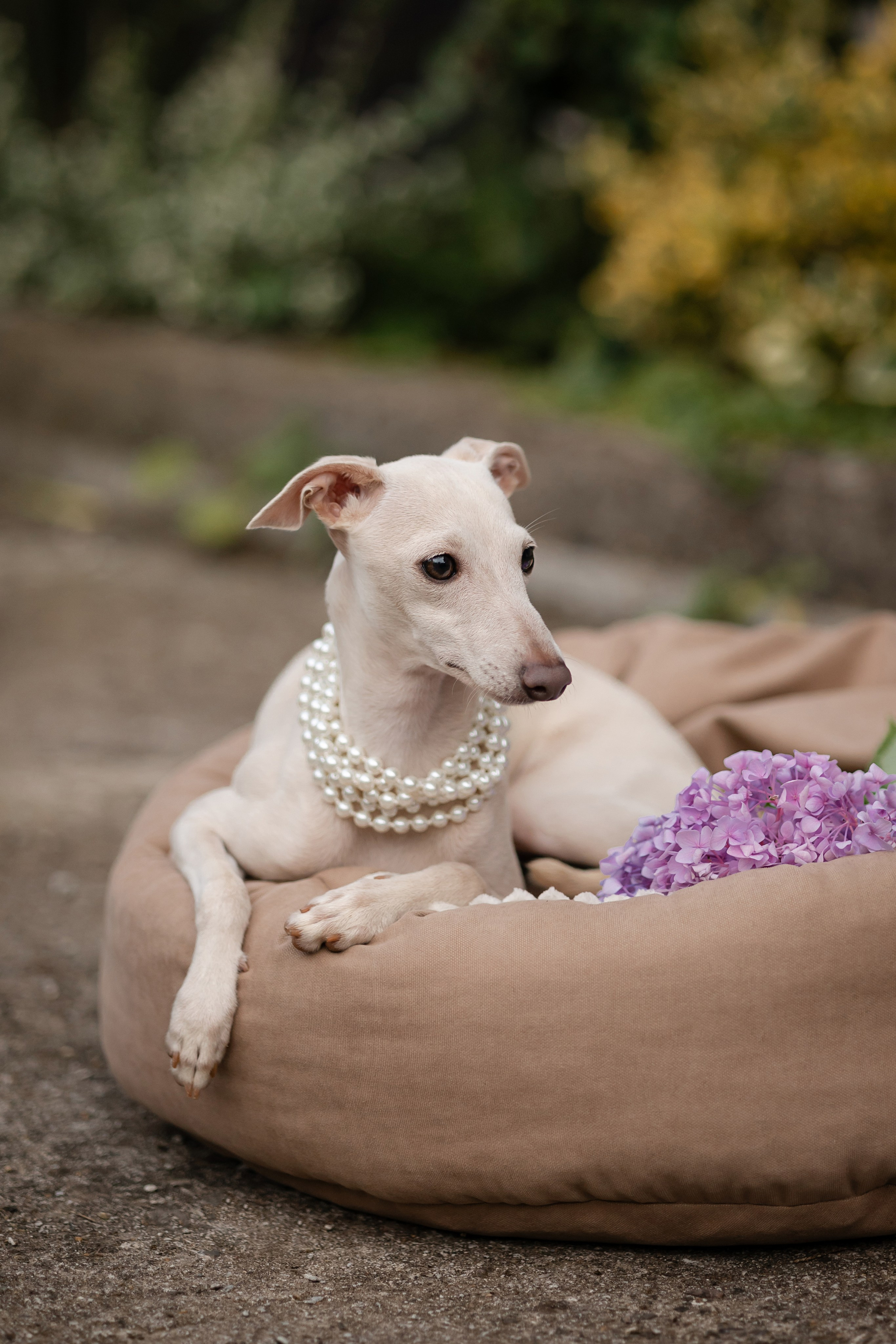 Профессиональный питомник левреток РКФ/FCI ASTI SAPPHIRE 💎 Сочи|Санкт-Петербург