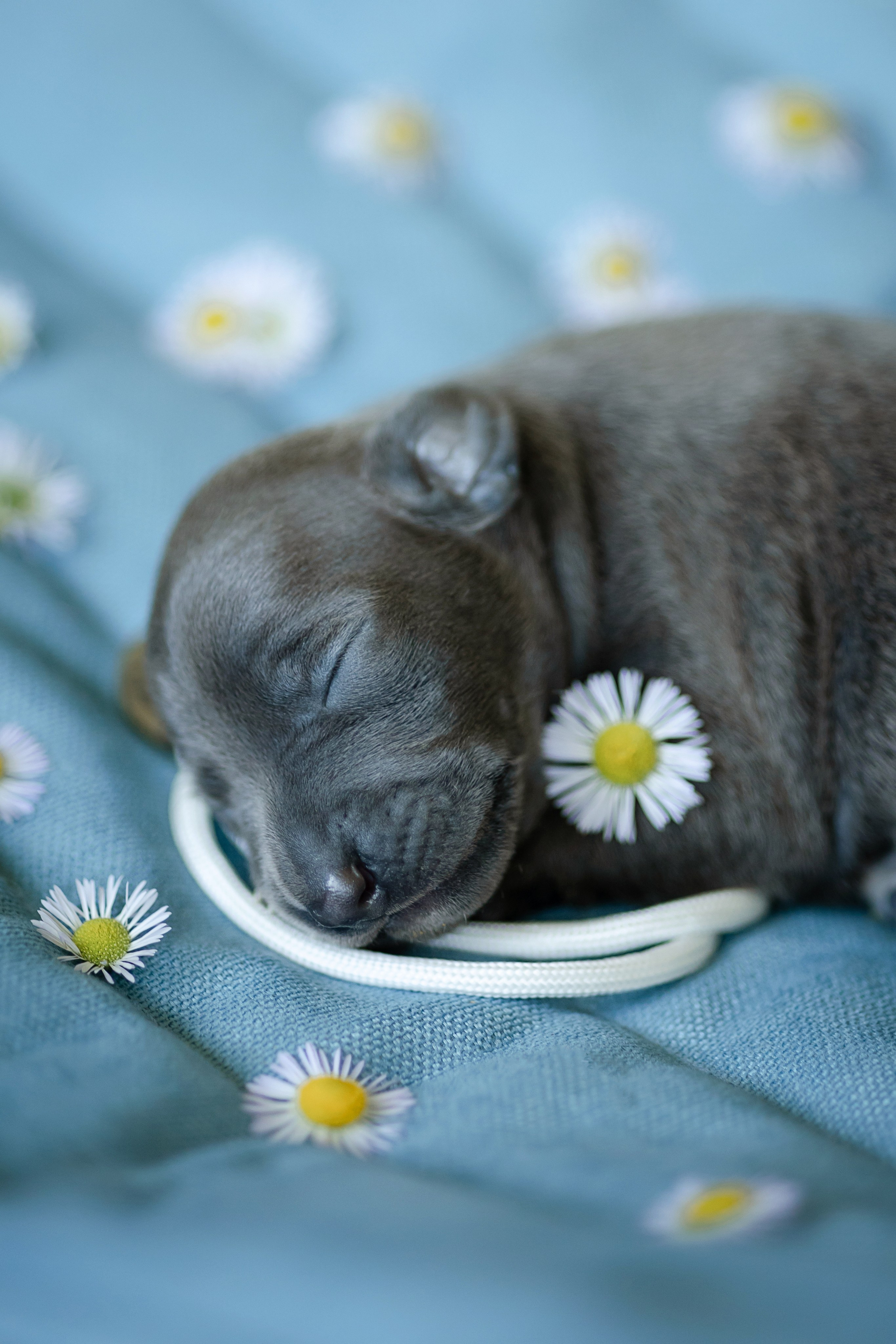 Welcome. Профессиональный питомник левреток РКФ/FCI ASTI SAPPHIRE 💎 Сочи|Санкт-Петербург