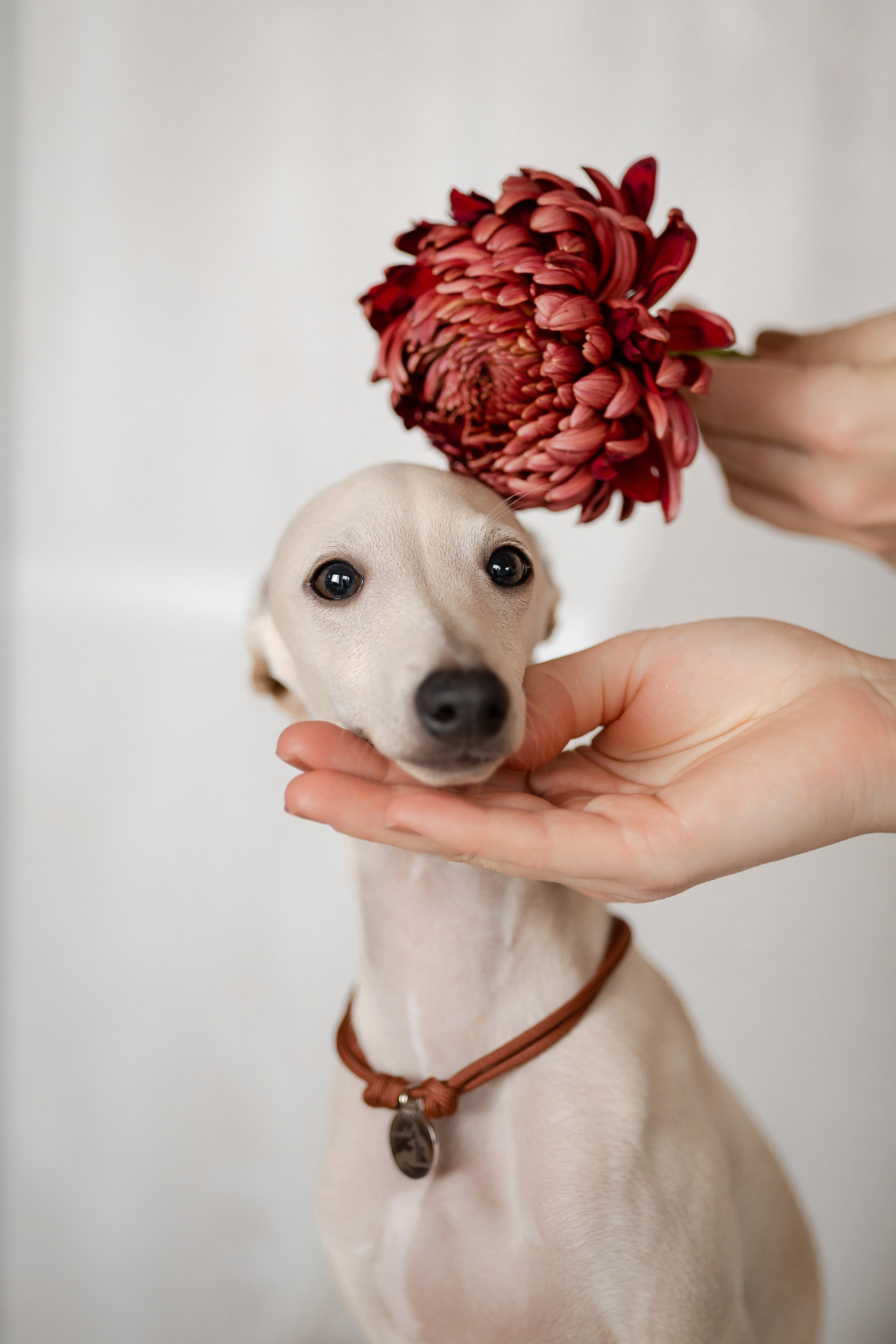 Welcome. Профессиональный питомник левреток РКФ/FCI ASTI SAPPHIRE 💎 Сочи|Санкт-Петербург