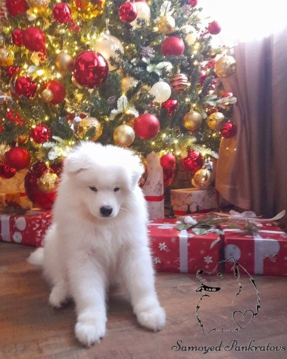 купить щенка