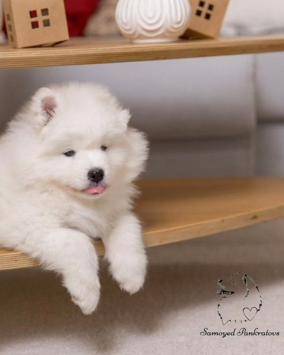 щенок самоеда  