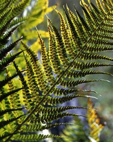 ВАДИМ ГИППЕНРЕЙТЕР — ВЕЛИКИЙ ФОТОГРАФ ЗЕМЛИ РУССКОЙ