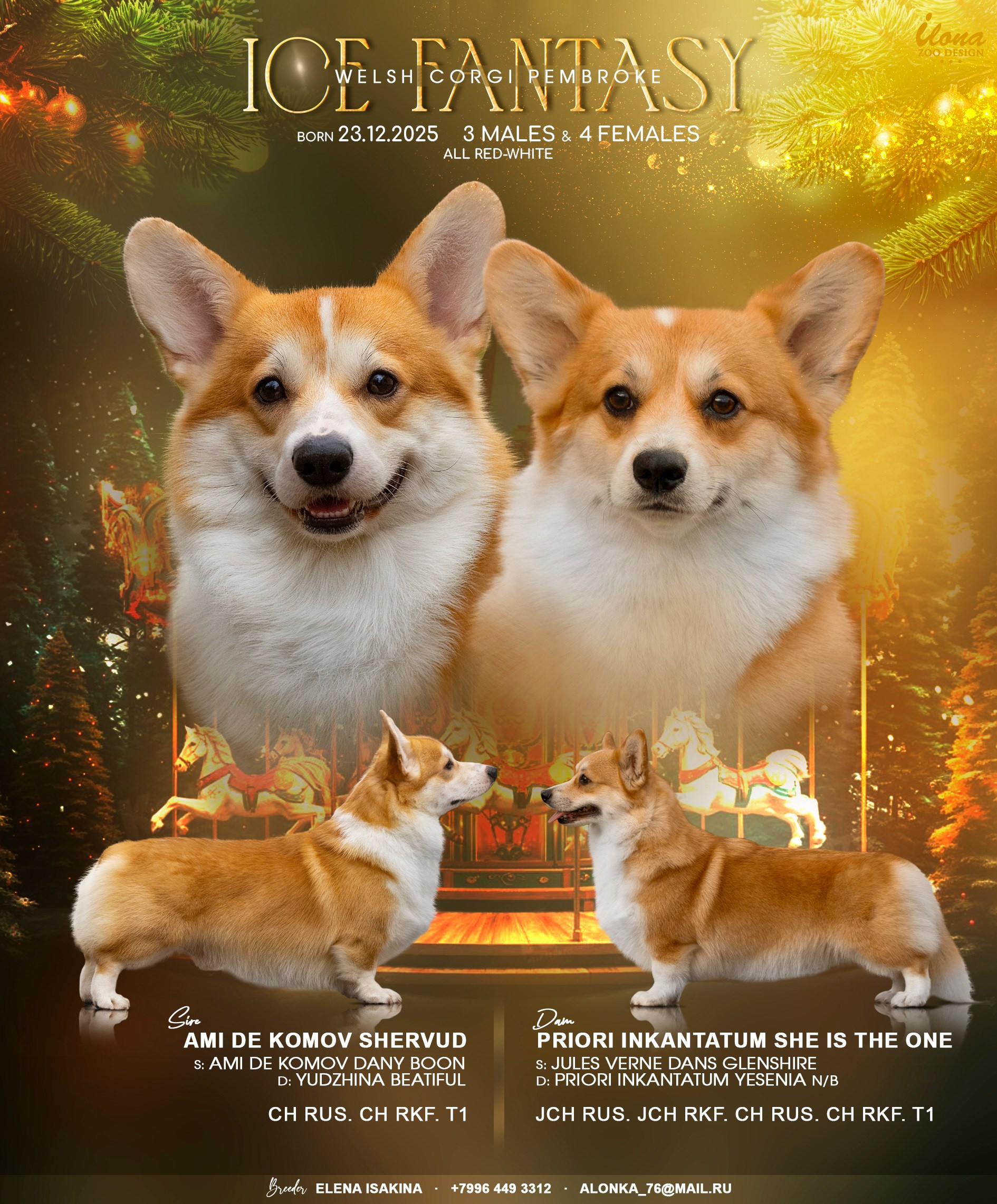 Купить щенка вельш корги кардиган из питомника Ice Fantasy. Ice Fantasy kennel: professional breeding of Siberian huskies and wels