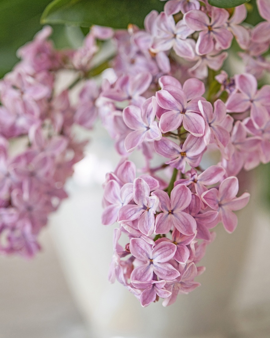 Lilac inspiration. Фотограф и искусствовед в Туле и Санкт-Петербурге Нелли Некрасова