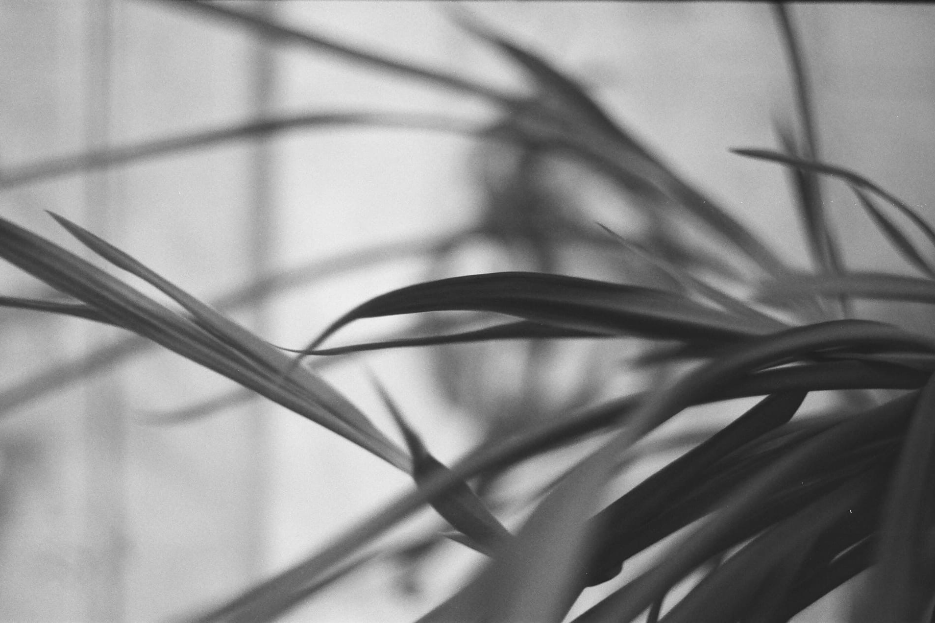 Принты. Gallery Schwarz. Фотография, принты, съёмки в Петербурге и Москве