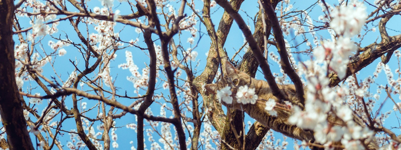 Руслан Шувалов (поэтограф)