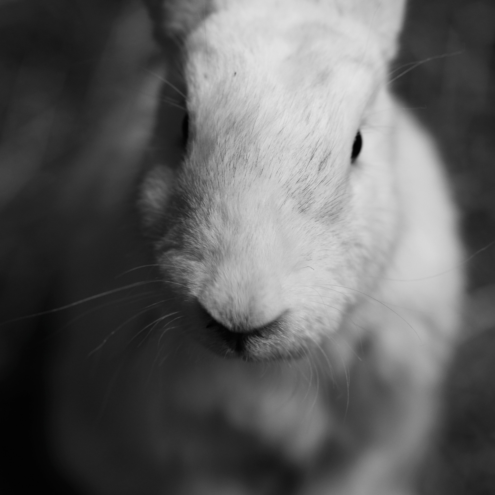 Фотосессия животных для фермы