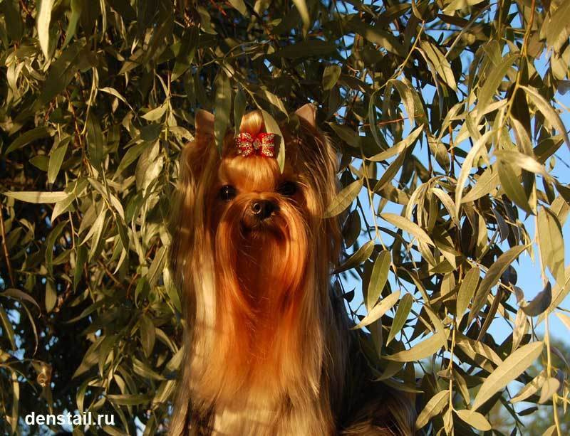 Be Inlove Silvery Wish. Питомник Йоркширских терьеров Дэнстайл в Санкт-Петербурге заводчик Тих