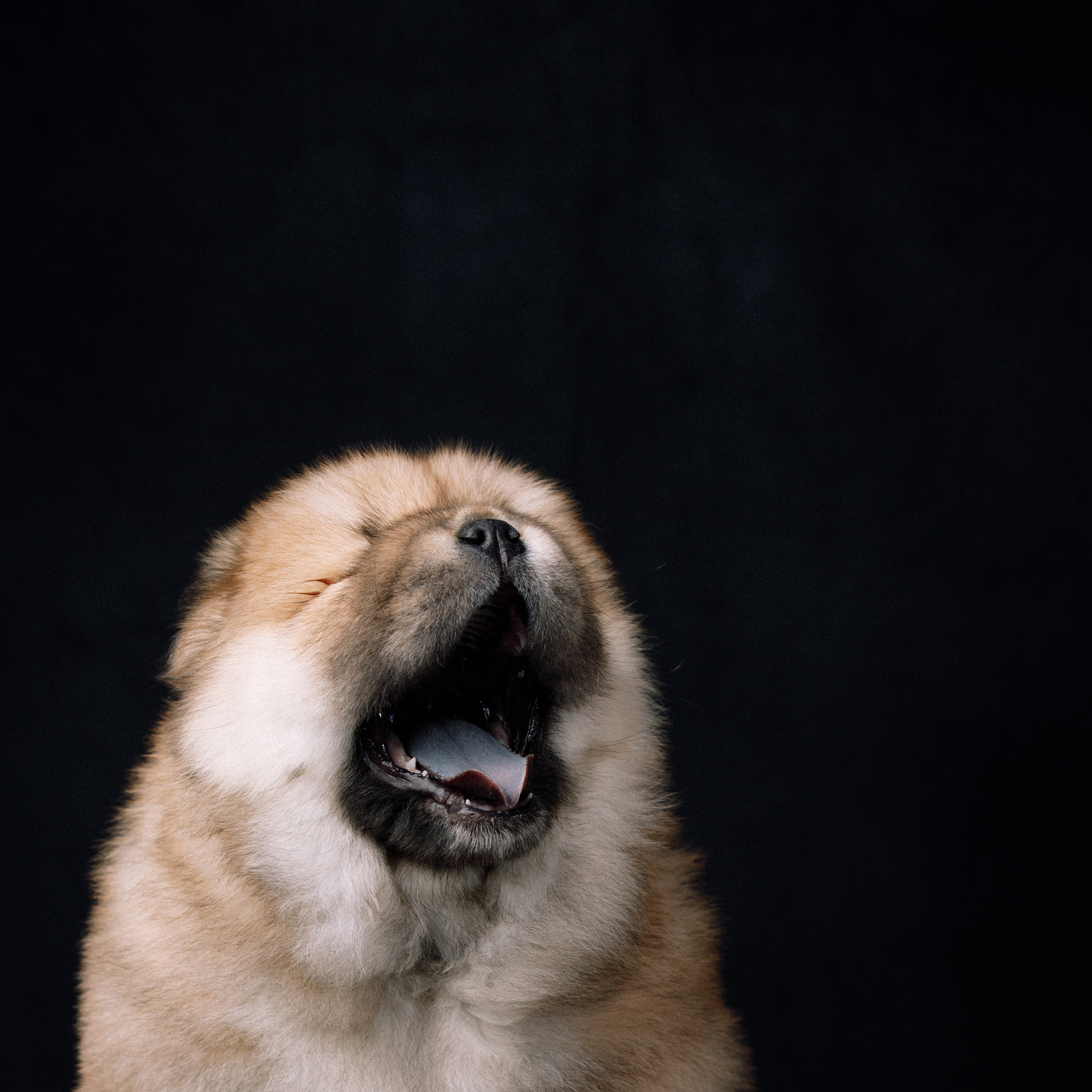 Питомникам. Фотограф-анималист Саша Вязьмина