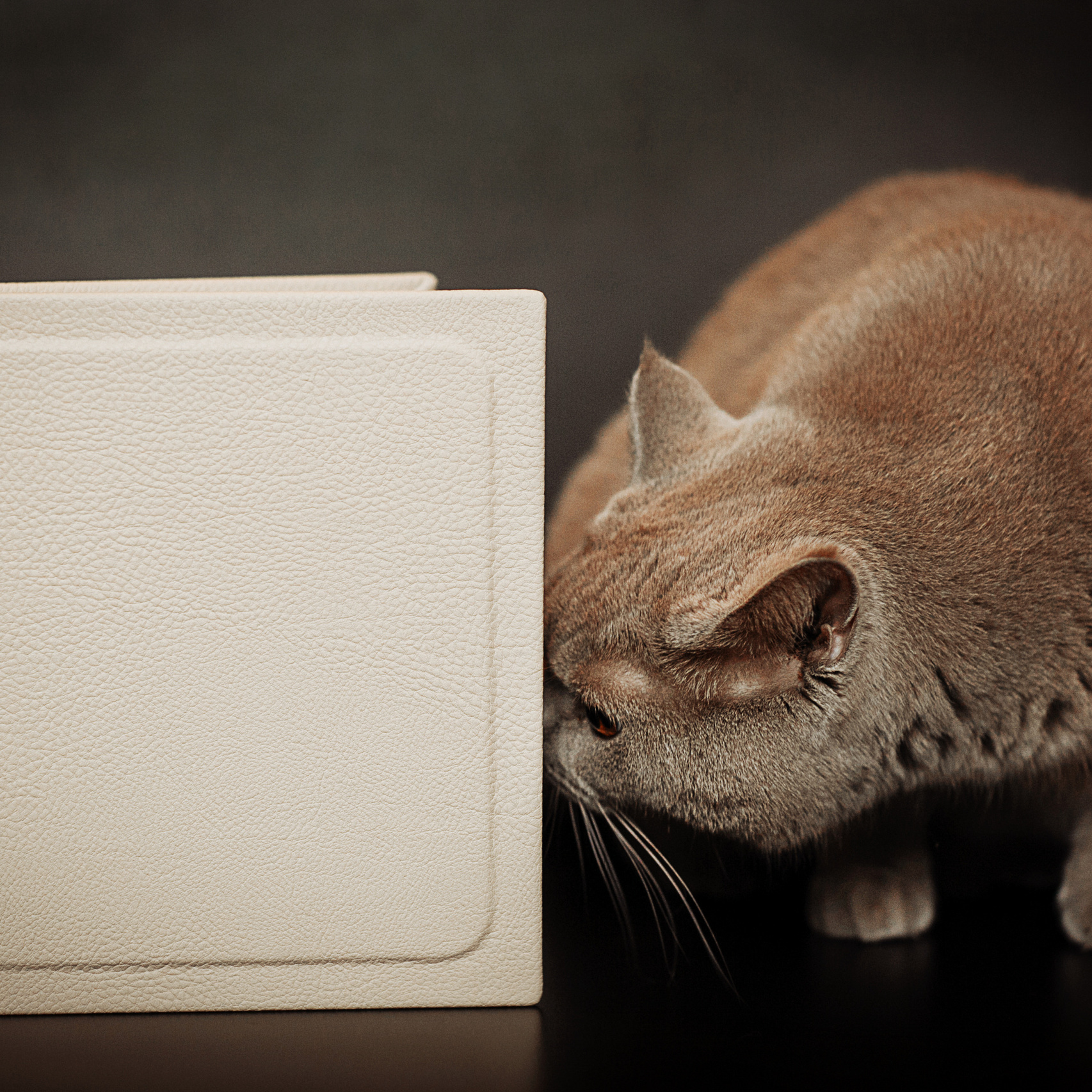 Услуги. Детский и семейный фотограф в Москве Анна Ипатьева