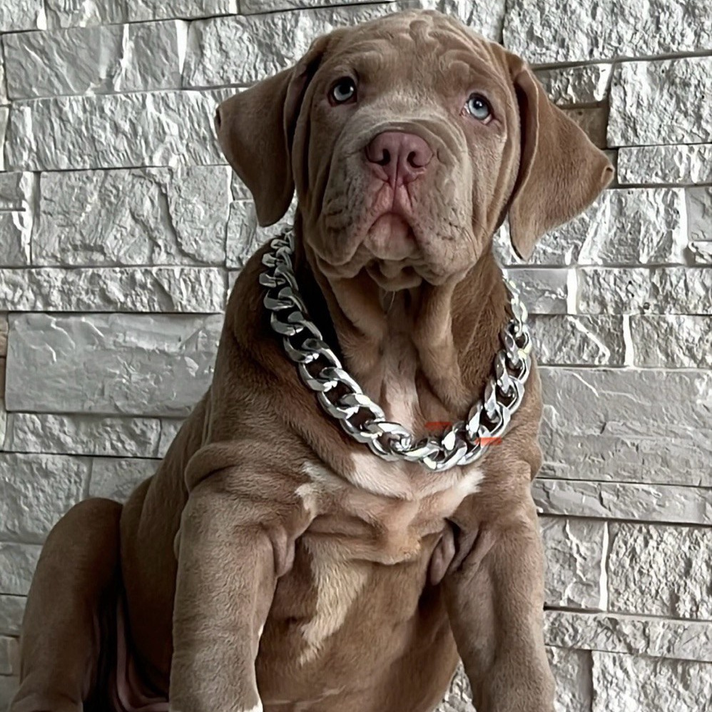 купить щенка из официального питомника американских булли XL	в СПБ, продажа щенков амбулли XL	в СПБ, продажа амбулли XL	в СПБ, Щенок Американский булли мерль XL	в СПБ, Щенок American Bully мерль XL	в СПБ, щенок American Bully мраморный окрас XL	в СПБ, щенок American Bully с разными глазами XL	в СПБ, 