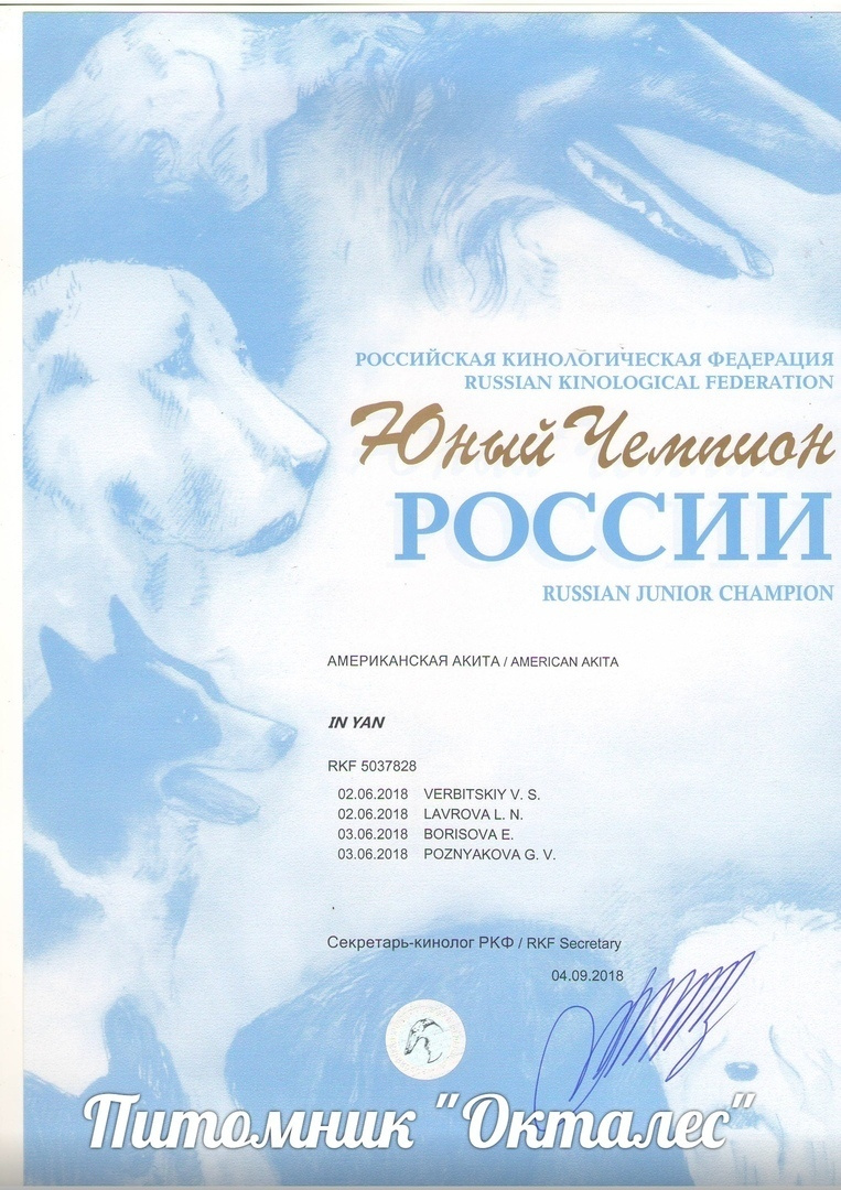 Новости питомника RUBYLIGHT, американская акита. Американская акита I Сиба ину I Питомник RUBYLIGHT