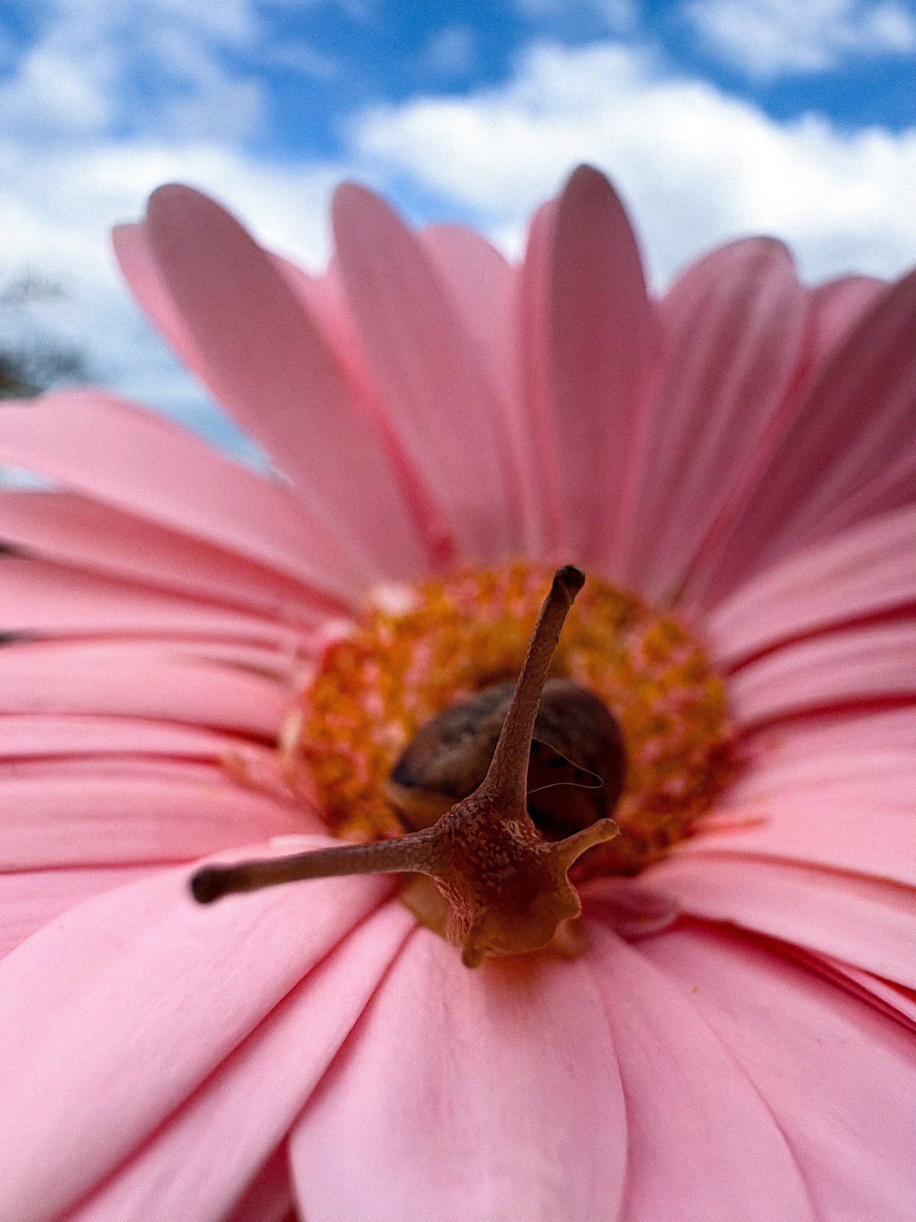Лазаренко Виктория. ARTEXPOPHOTO