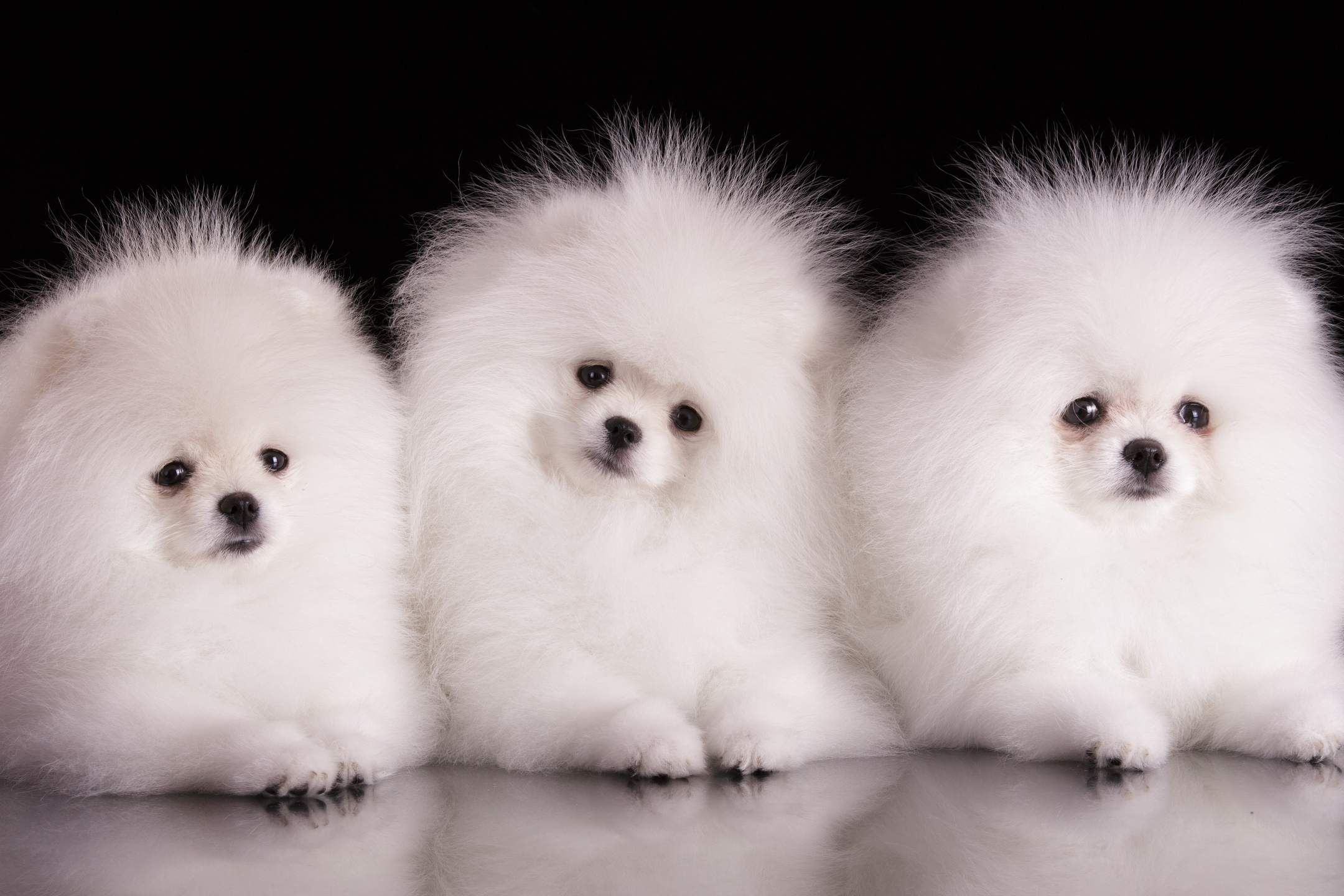 Приглашаю на студийные фото дни в феврале!. Фотограф-анималист Natalia Deingel | Фотосъемка собак в Москве