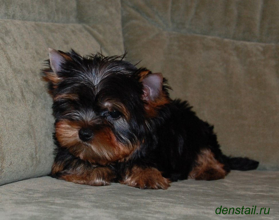 2015 г Результаты выставок. Питомник Йоркширских терьеров Дэнстайл в Санкт-Петербурге заводчик Тих