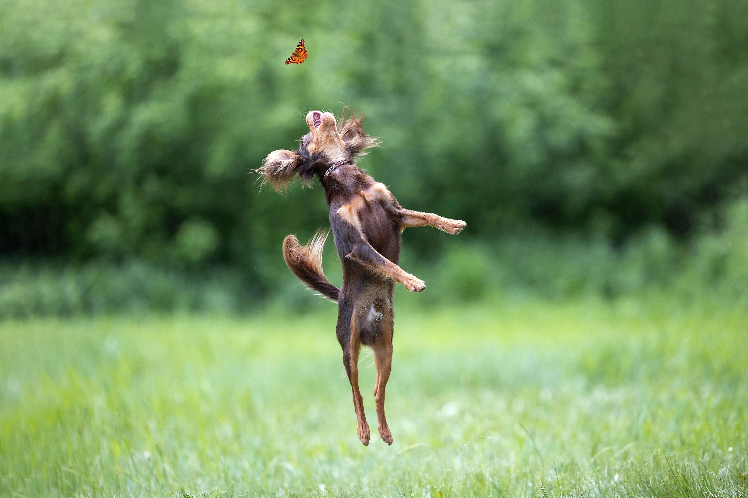 Фотограф-анималист в Омске Екатерина Маричева