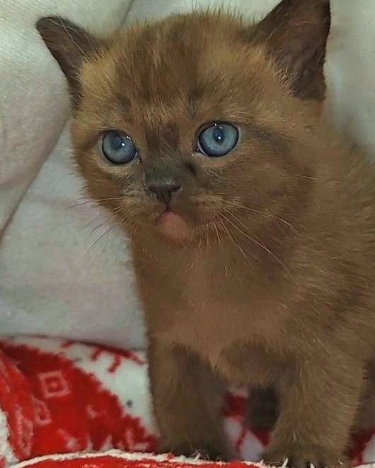 У НАС ЕСТЬ КОТЯТА. Las Burmas — питомник американской бурмы традиционных линий