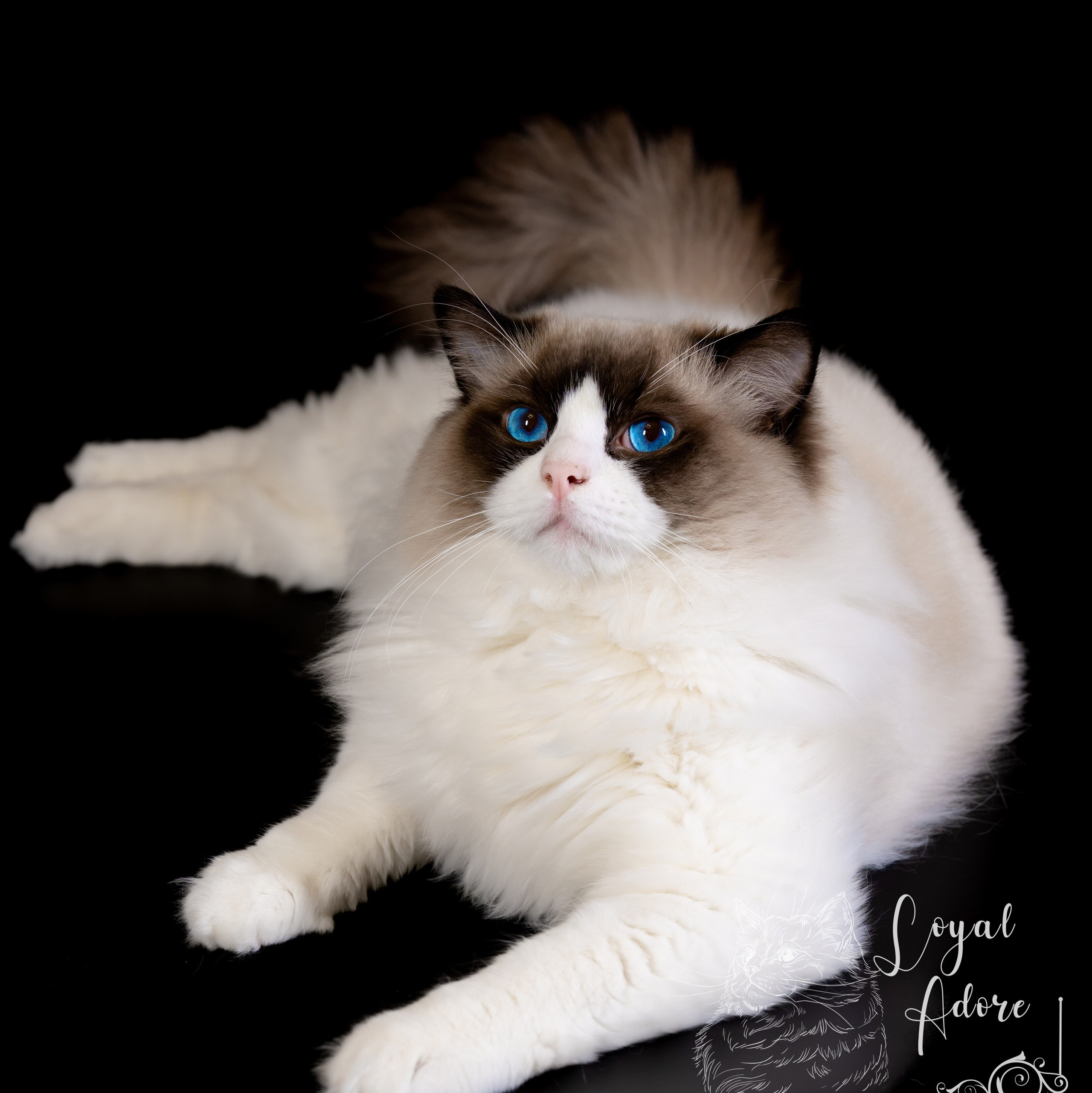 Коты производители Loyal Adore. Питомник рэгдолл Loyal Adore