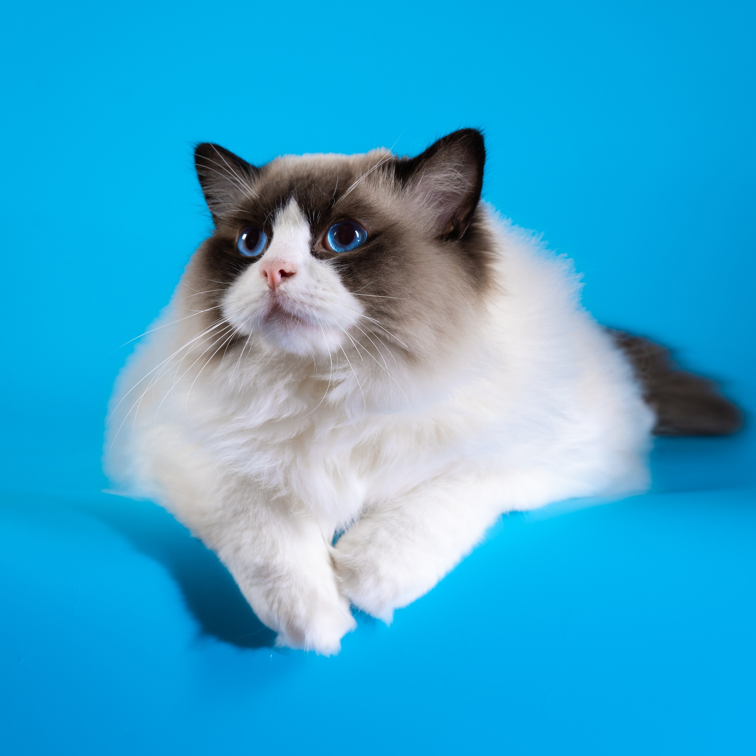 Котята рэгдолл от Loyal Adore. Питомник рэгдолл Loyal Adore